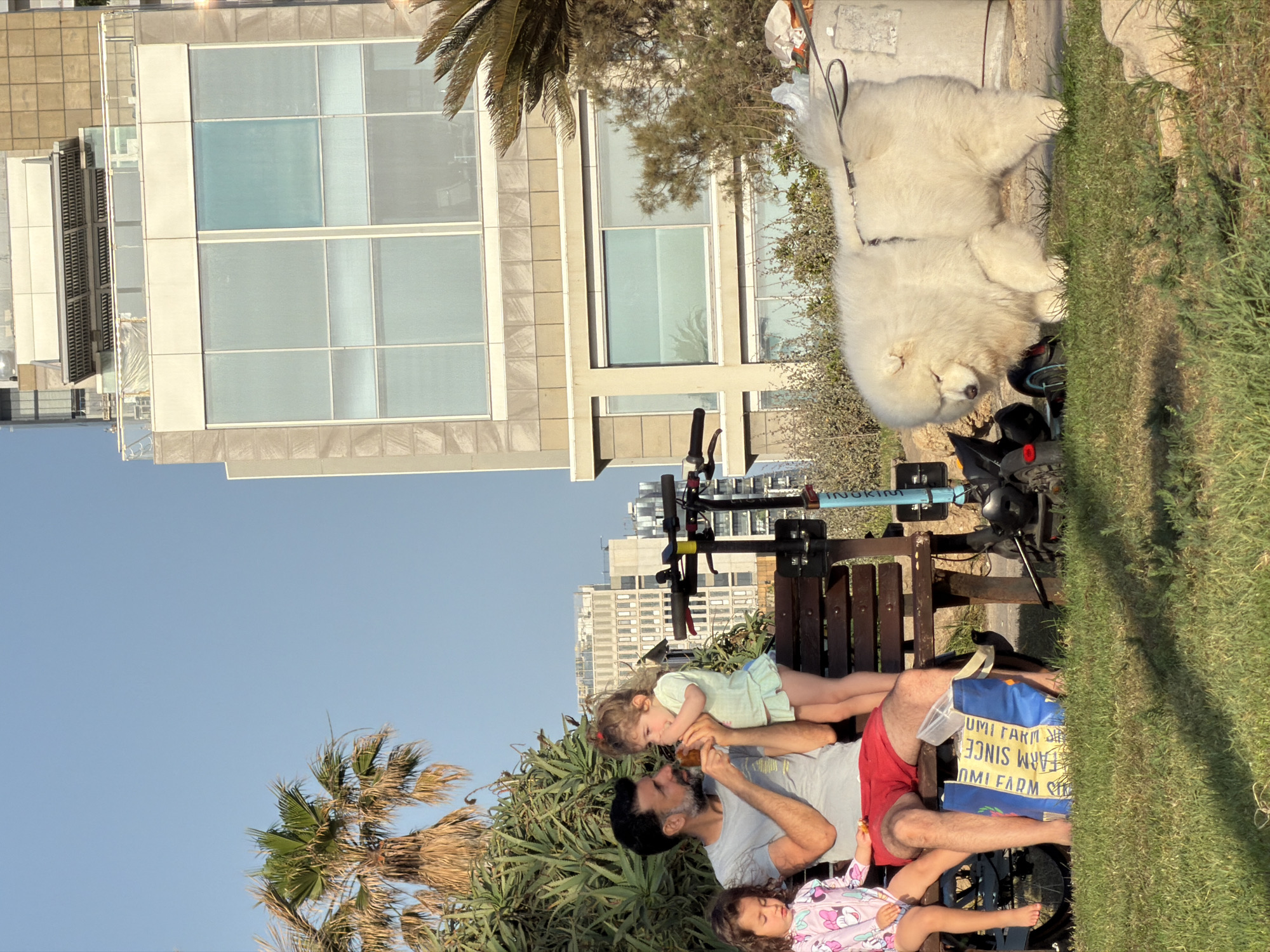 This image captures an outdoor scene in what is identifiable as Tel Aviv, Israel, during the late afternoon. An adult male with a dark beard and hair, wearing a grey t-shirt and red shorts, is seated on a dark brown wooden slatted bench. He is holding an object and engaging with a young girl with curly light brown hair, dressed in a light blue top and skirt, who stands on the bench directly in front of him. To the man's left, a second young girl with curly light brown hair, wearing a pink and white long-sleeved swimsuit with cartoon characters, sits on the bench.
Under the bench, near the man's feet, rests a blue reusable shopping bag with partial yellow text reading "UMI FARM SINCE". Behind the bench, two electric scooters are parked; one blue scooter clearly displays "INOKIM" on its side, while the other is black.
On the green grass to the right of the bench, a large, fluffy white dog, consistent with a Samoyed breed, stands wearing a black harness and leash, looking downwards. The foreground consists of green grass. Dense green vegetation, including prominent palm trees to the left and right, and aloe-like plants behind the bench, frames the scene. In the background, modern high-rise buildings with large, reflective windows rise under a clear, light blue sky. The scene is illuminated by warm, directional sunlight, casting visible shadows.