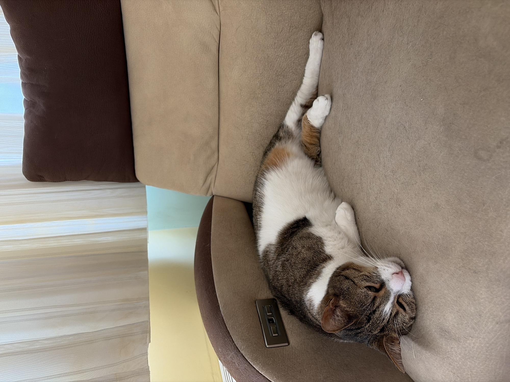 A tabby and white cat is sleeping on a tan recliner. The cat is curled up on its side, with its head resting on its paws. The recliner has brown armrests and a brown headrest. There are sheer curtains in the background. The scene appears to be indoors, in a domestic setting.