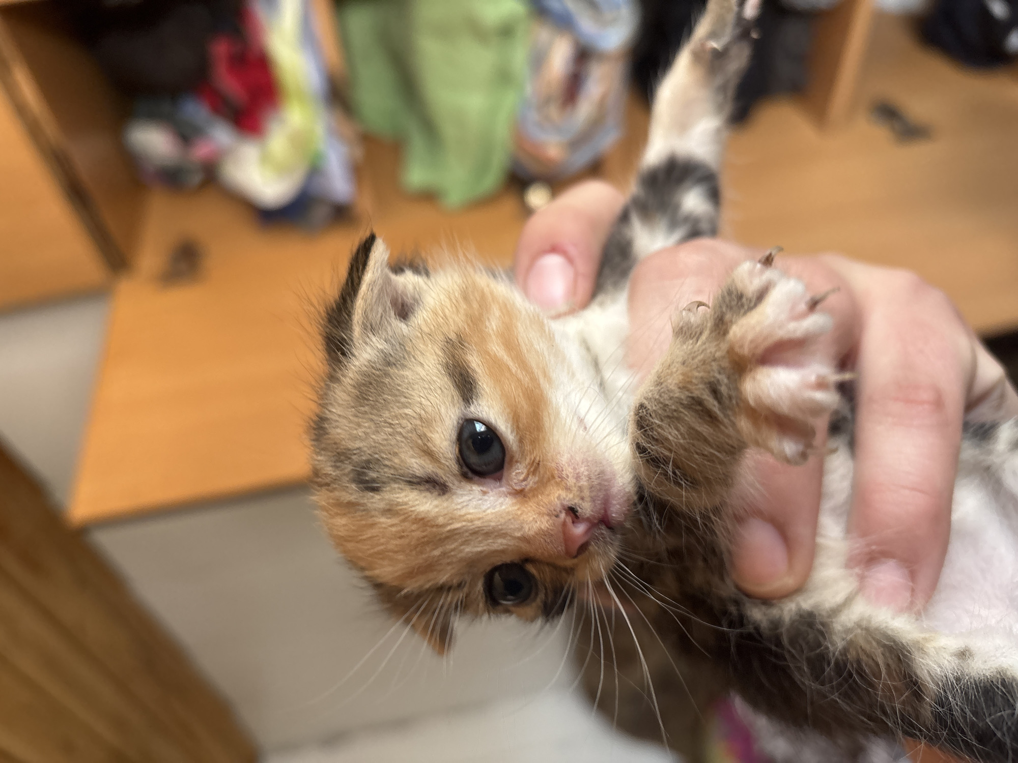 The image captures a close-up of a very young kitten being held by a person's hand. The kitten, appearing to be a calico or tortoiseshell, features a distinct fur pattern of light orange/ginger, dark brown/black, and white patches. Its head is tilted slightly upwards and directly faces the viewer, showcasing large, dark, round eyes and a tiny pink nose and mouth, from which prominent white whiskers extend. Its small paws are visible with claws extended, suggesting either playfulness or mild discomfort from being held.
A person's light-skinned hand gently grasps the kitten's midsection, with fingers wrapped securely around its torso. The fingernails on the visible fingers are short and neat.
The background is significantly blurred, drawing full attention to the kitten. Despite the blur, it's discernible as an indoor setting. Warm, light brown wooden tones, likely from furniture such as cabinets or shelving units, are prominent. Out-of-focus shapes and colors, including hints of green, red, and blue, suggest neatly stacked or folded clothes or fabrics in the background, reinforcing a domestic environment. The lighting is soft and diffused, characteristic of an indoor scene, providing no specific indication of the time of day or outdoor weather. There is no visible text in the image. The overall impression is one of a tender moment between a human and a curious, vulnerable young kitten.