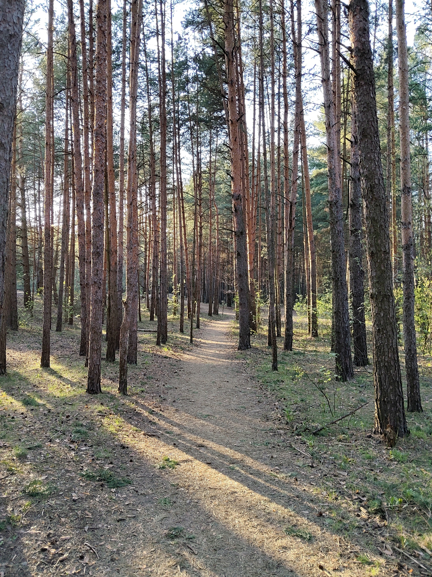 The image shows a pathway through a dense pine forest. The trees are tall and slender, with straight trunks reaching high into the sky. The ground is covered in pine needles and fallen leaves, with patches of green vegetation. Sunlight filters through the trees, creating long shadows across the path. The location is the city of Moscow, Russia.