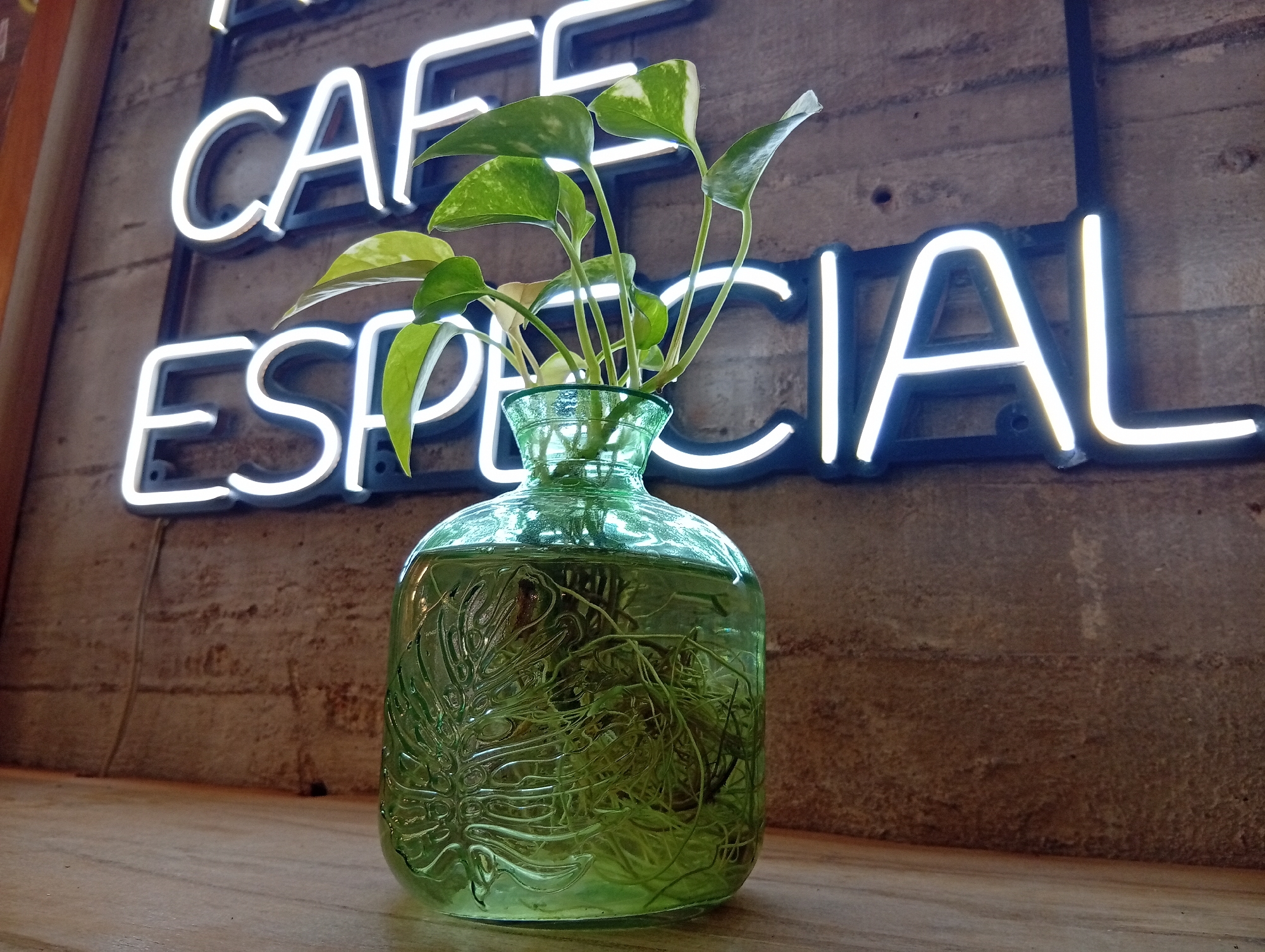 A green glass vase containing a leafy plant sits on a wooden surface. Inside the vase, the plant's roots are visible, submerged in water. Behind the vase, a wall is adorned with a neon sign that reads "CAFE ESPECIAL". The wall appears to be textured and possibly made of stone or concrete. The setting is likely a cafe in Buenos Aires, Argentina, given the Spanish text on the sign.