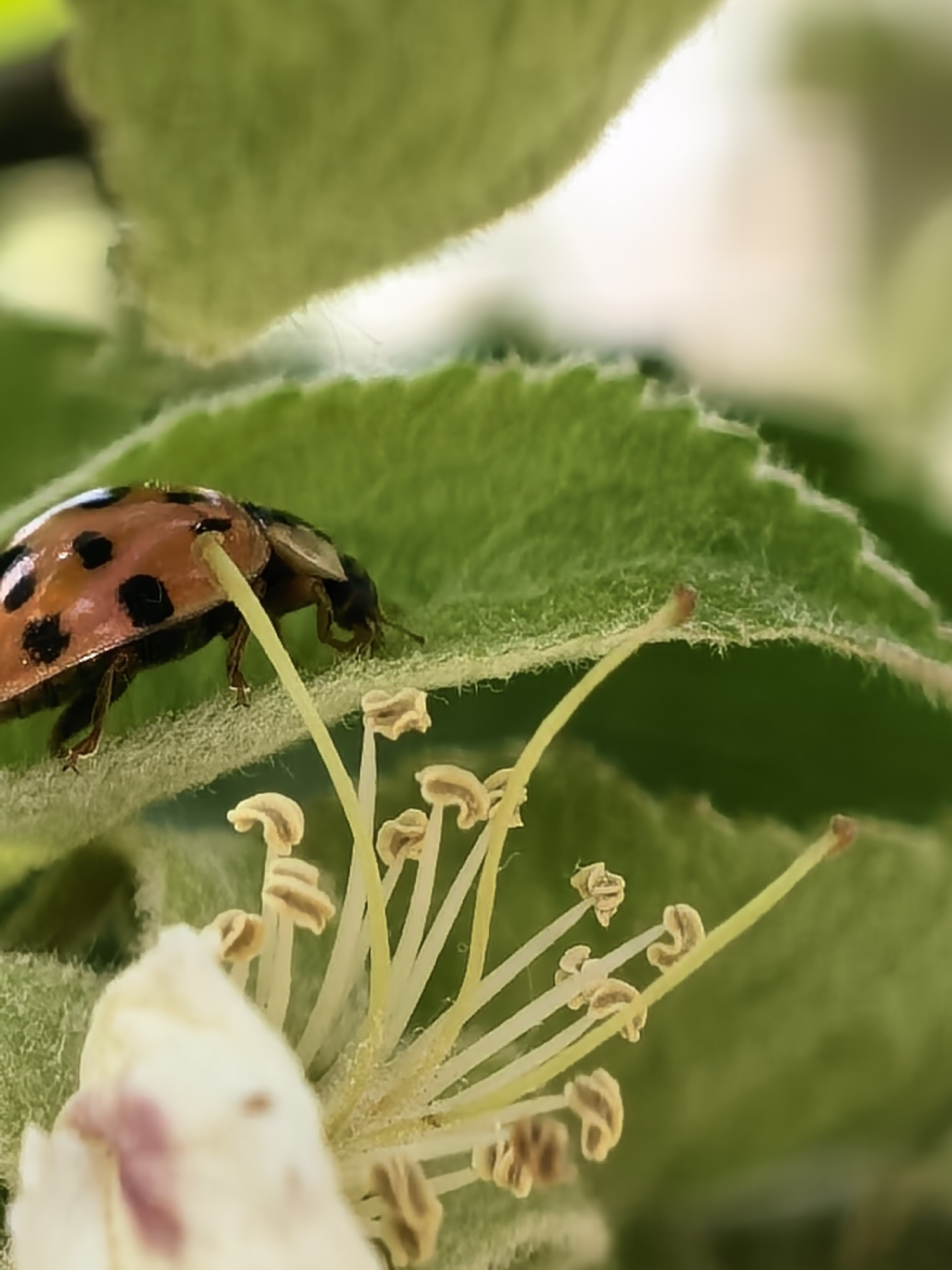 This high-resolution, macro close-up captures a ladybug on a plant in Sapareva Banya, Bulgaria. The main subject is a ladybug, distinguished by its orange-red, domed shell adorned with several prominent black spots, positioned on a vibrant green leaf. Its small, dark head and delicate legs are visible as it traverses the leaf's surface.
The leaf itself is a notable detail, displaying a fine, fuzzy texture with numerous small hairs, indicating a healthy plant in a natural outdoor setting. In the foreground and to the lower right, part of a white flower is visible, characterized by numerous light yellow stamens topped with distinct, light brown anthers. The ladybug's head appears to be close to one of these stamens, suggesting an interaction with the flower, possibly foraging or simply navigating.
The background is softly blurred, consisting of out-of-focus green foliage and hints of brighter, diffused light, indicating a daytime scene with natural illumination. The image is devoid of any discernible text. The sharp focus on the insect and the flower's delicate structures highlights the intricate details of this natural micro-environment.