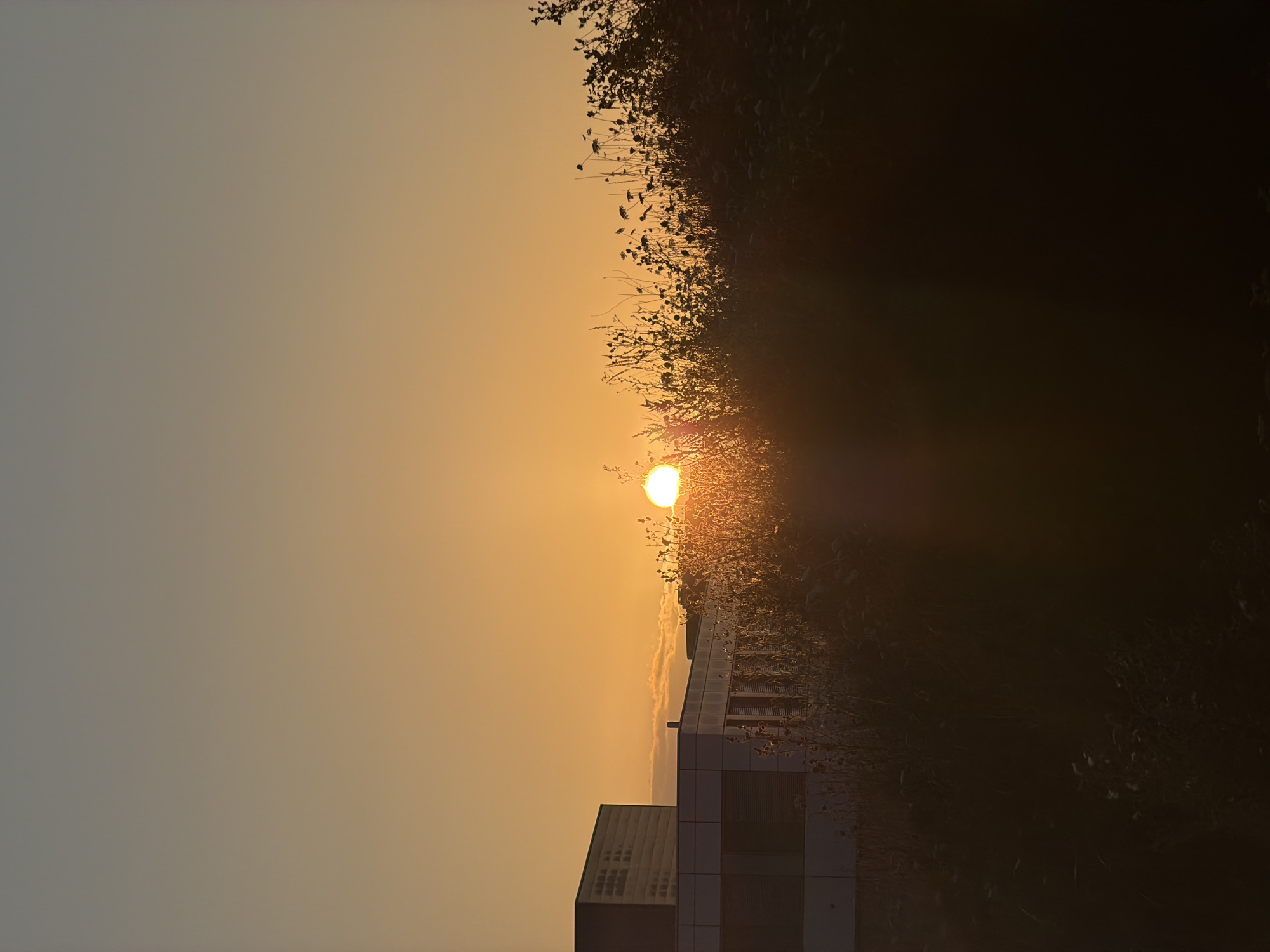 The image depicts a sunset over a building in Leudelange, Luxembourg. The sun is a bright, orange orb partially obscured by silhouetted vegetation in the foreground. A modern building, with a light-colored facade and dark-tinted windows, is visible to the left, extending horizontally across the frame. The sky is a gradient of warm orange and pale gray. The foreground is dominated by dark, out-of-focus vegetation, including tall grasses and seed heads, creating a silhouette against the illuminated sky and building.