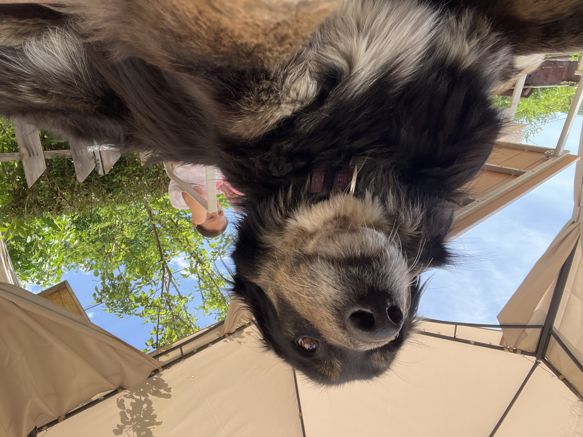A dog with black, brown, and white fur is looking down at the camera. It has a dark nose and brown eyes. A girl is visible in the background. The scene appears to be outside, under a patio cover with trees and blue sky visible. Location is likely Gorno Kamartsi, Bulgaria, based on the prompt, but not visually verifiable from the image.