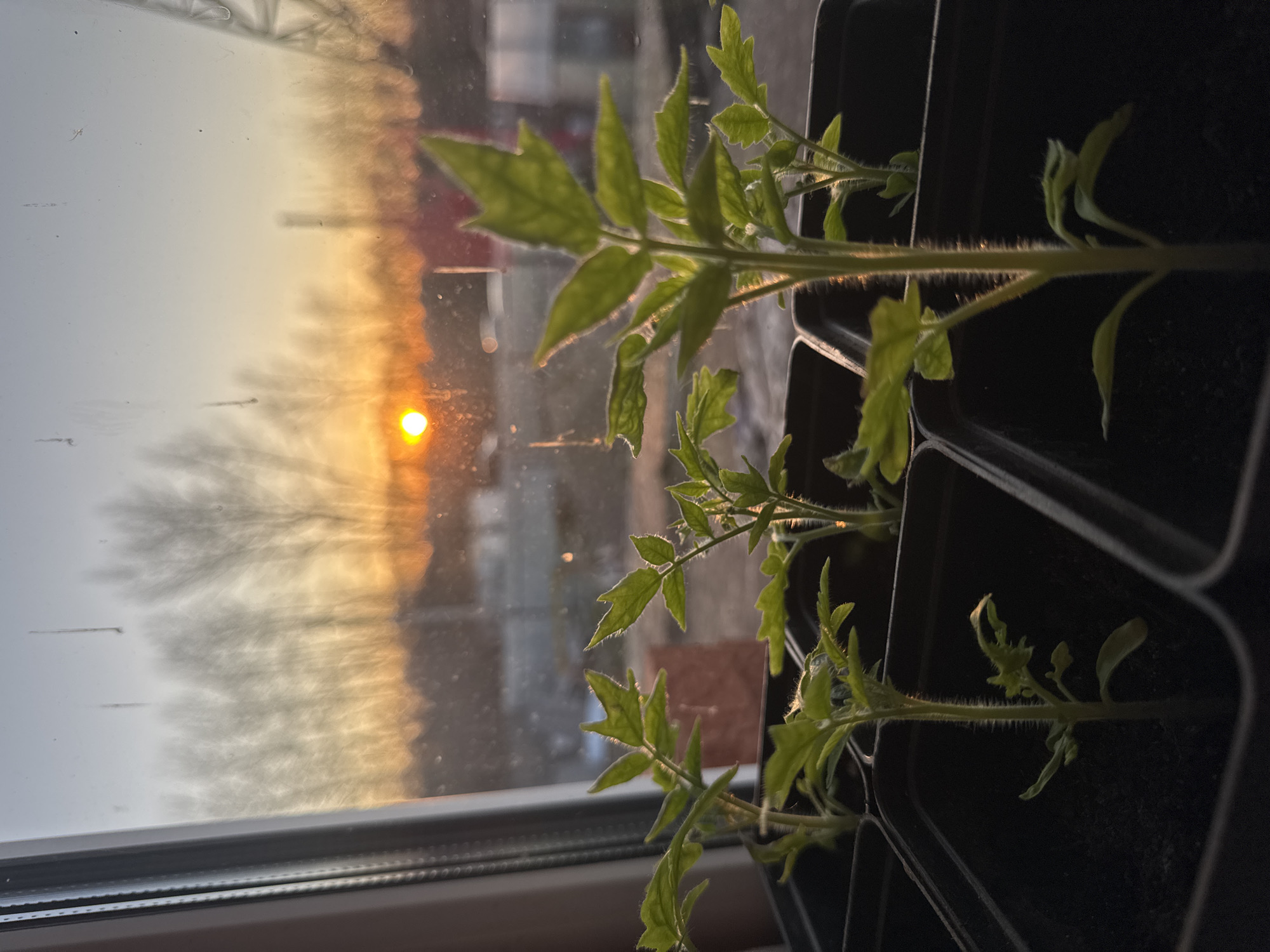 The image shows several small green tomato plants in black plastic containers, arranged in a row indoors near a window. The plants are illuminated by the light of a setting sun, visible through the window. The background outside the window shows a blurred landscape with a bright orange sun, suggesting dusk or dawn. Bare tree branches are silhouetted against the sky. Behind the trees, indistinct shapes suggest a cityscape, with the color of the buildings slightly visible. Given the mention of Chaikovsky, Russia, it can be inferred that the plants are located indoors in a building in the Russian city, overlooking the city from its window.