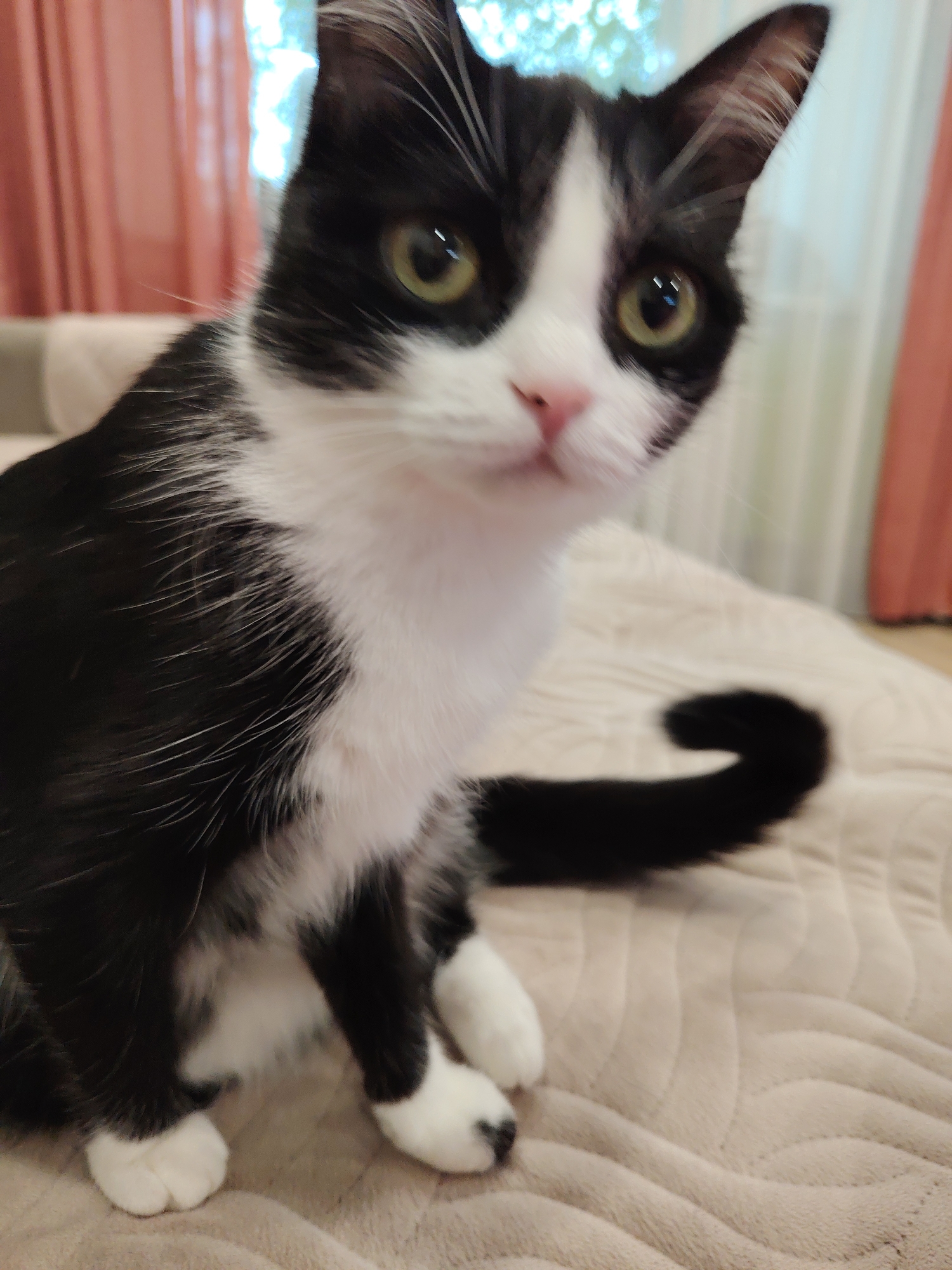 A black and white cat sits on a beige, quilted surface, likely a bed or sofa, indoors. The cat is predominantly black, with white fur covering its chest, face, and paws. Its tail is curled to its right. The cat's eyes are yellowish-green and focused directly at the viewer. Behind the cat are indistinct features of a room including peach-colored drapery and a blurred view of greenery outside a window. The location is not identifiable.