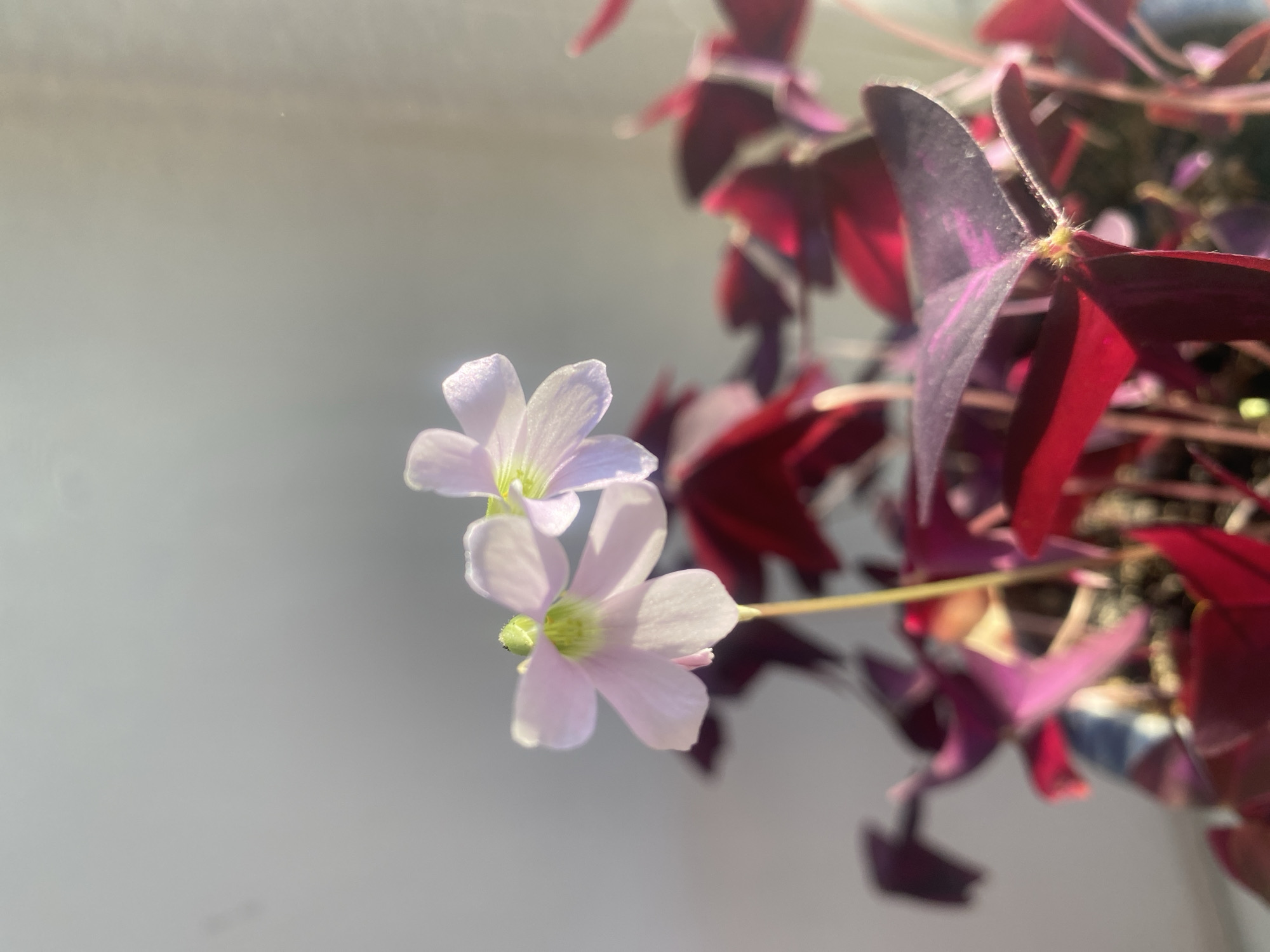 The image depicts a close-up of a plant with purple, clover-like leaves and pale, light-purple flowers. Two flowers are in focus, with a green center. The plant appears to be in a pot or container. The background is a blurry, light-colored wall. Location is not evident from image.