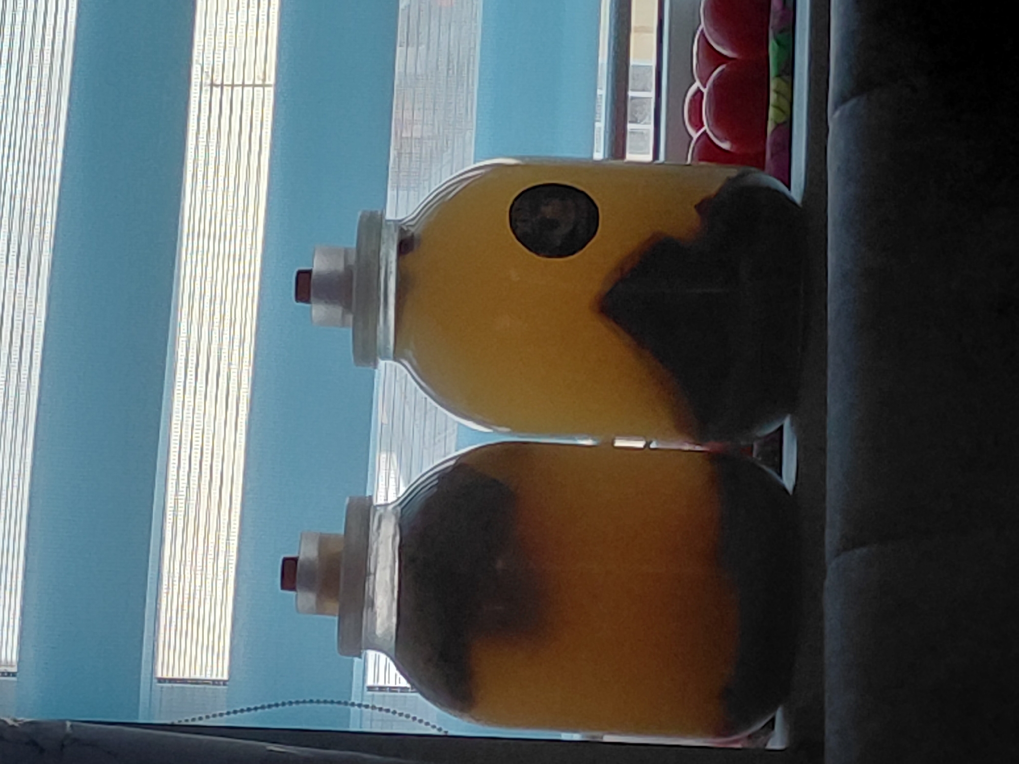 The image, rotated 90 degrees counter-clockwise, depicts two large, clear glass jars, likely carboys or demijohns, positioned side-by-side. Each jar contains a translucent yellow liquid and a significant layer of dark brown or black sediment settled at the bottom. The jars are sealed with stoppers, each featuring a small, reddish component, possibly an airlock or bung, indicating a fermentation or storage process.
The background features light blue vertical window blinds, through which natural light enters the room. A window frame is partially visible, and in the upper right background, behind the jars, a small section of a red, scalloped object (possibly fruit or decor) can be seen. To the right of the jars, a dark, upholstered object, likely a sofa or chair, is visible.
The scene takes place indoors during the daytime, illuminated by natural light from the window. No specific activity is shown beyond the presence of the filled jars. There is no visible text. The setup suggests a domestic setting, potentially involving home brewing or winemaking in Nadym, Russia.