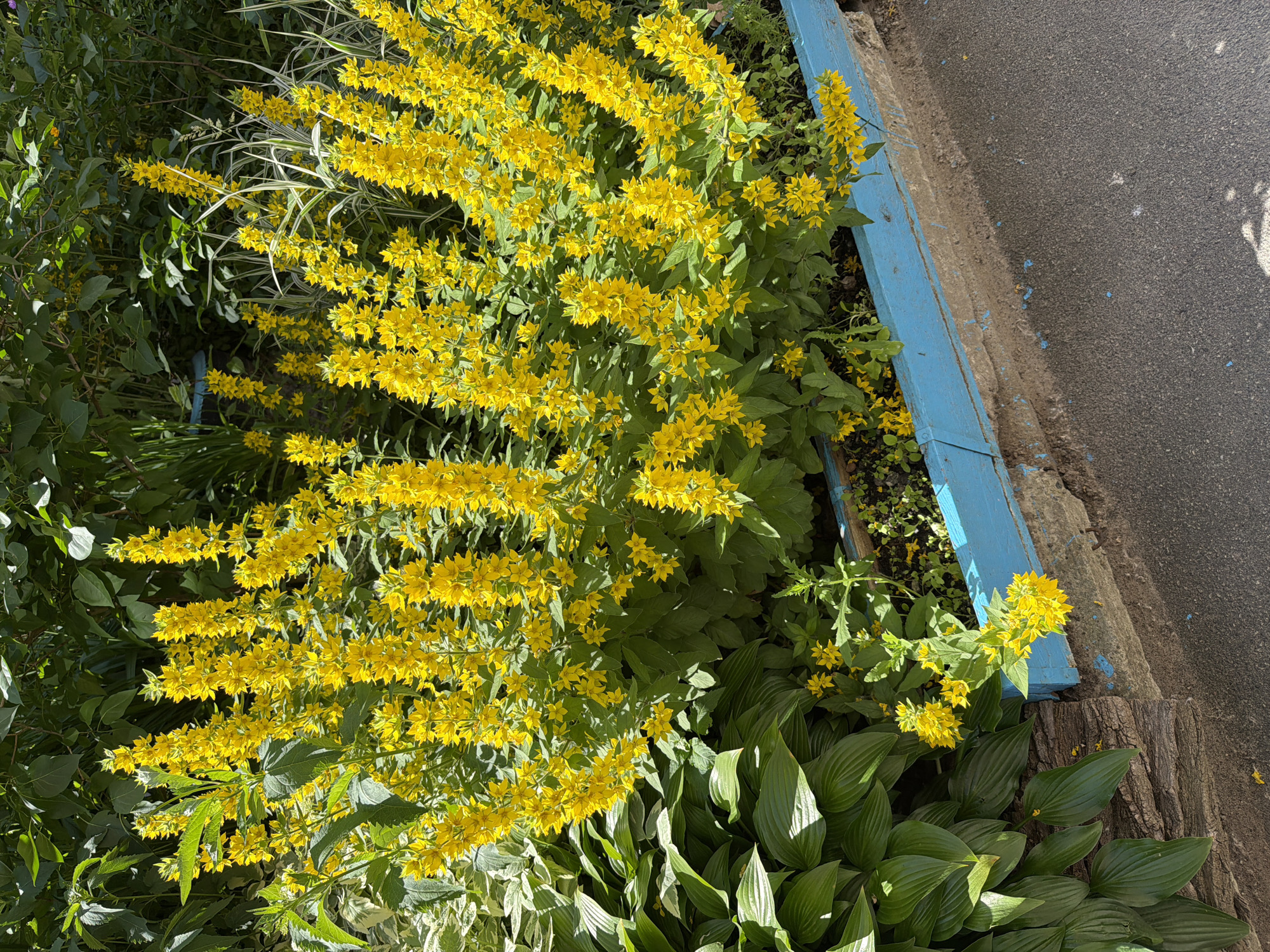 This media file captures a vibrant garden scene, likely in Kyiv, Ukraine, featuring a profusion of bright yellow flowers. The flowers, arranged in elongated clusters, are the central subject, drawing the viewer's eye with their cheerful color against the lush green foliage. These plants appear to be tall and abundant, creating a dense, almost cascading effect.
Interspersed among the yellow blooms are broader, darker green leaves of hosta plants, adding a contrasting texture and color to the foreground. The garden bed is bordered by a weathered blue wooden plank, which shows signs of age and chipping paint, suggesting it's a well-established garden feature. Beyond the garden bed, a rough, grey asphalt surface is visible, indicating the presence of a path, road, or driveway. A weathered wooden stump or log lies at the edge of the garden, adding a natural, rustic element to the scene.
The lighting suggests it is daytime, likely a sunny day, as evidenced by the bright illumination of the flowers and the shadows cast. The overall mood is one of natural beauty and summer abundance. There are no people or animals visible in the frame. No text is present in the image.