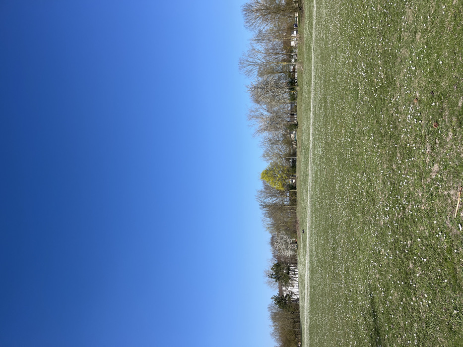 The image shows a grassy field in Saint-Brice-Courcelles, France, at the coordinates 49.283 latitude and 4.004 longitude. The field is covered in white flowers, with a few small trees and a small white building in the distance. There is a clear blue sky above. The scene is peaceful and serene.