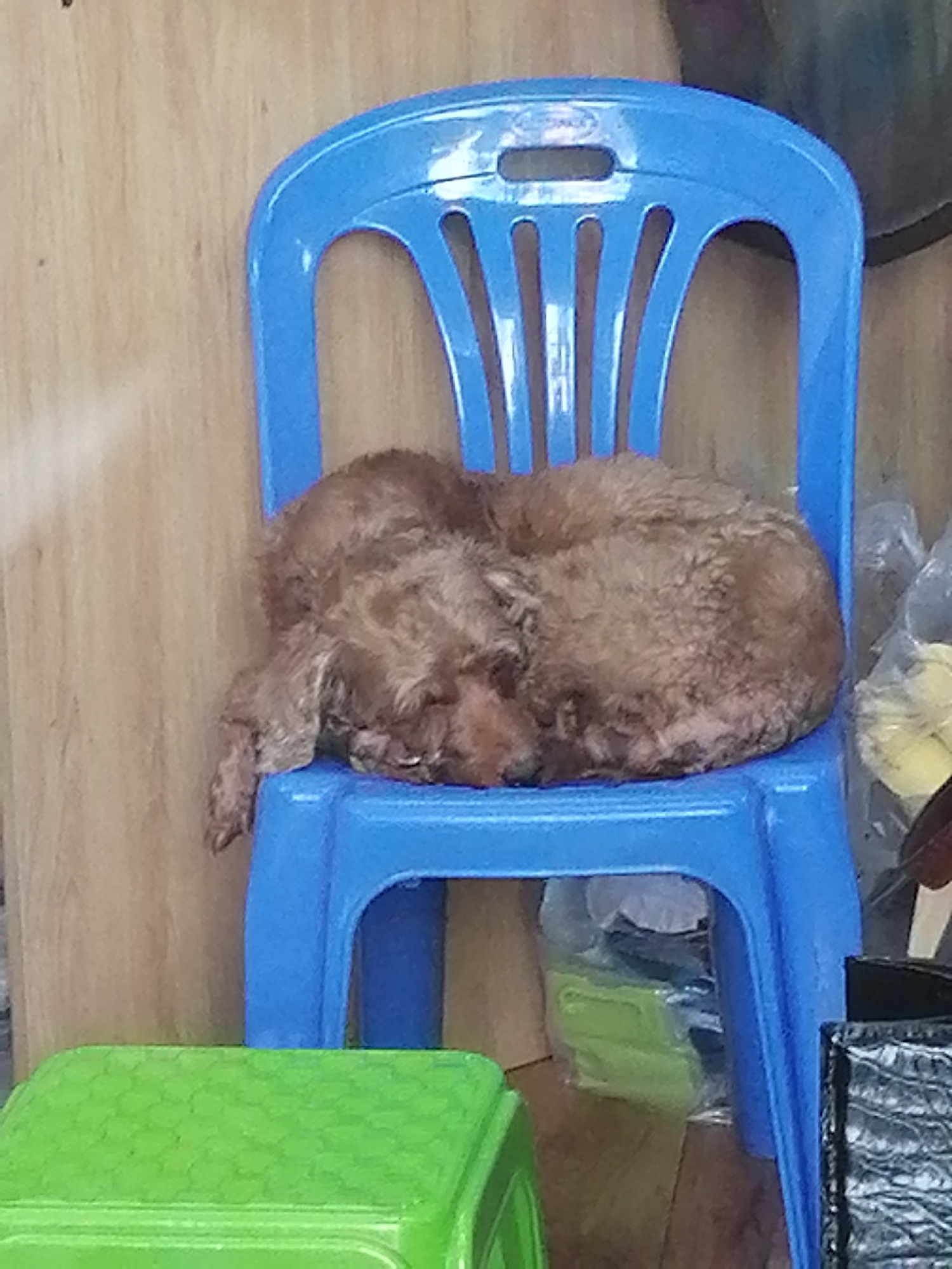 In Nha Trang Ward, Vietnam, a brown, curly-haired dog is curled up and sleeping on a light blue plastic chair. A green plastic stool is partially visible in the foreground, and miscellaneous items, including bagged objects and a dark bag, are near the chair. A wooden wall serves as a backdrop.