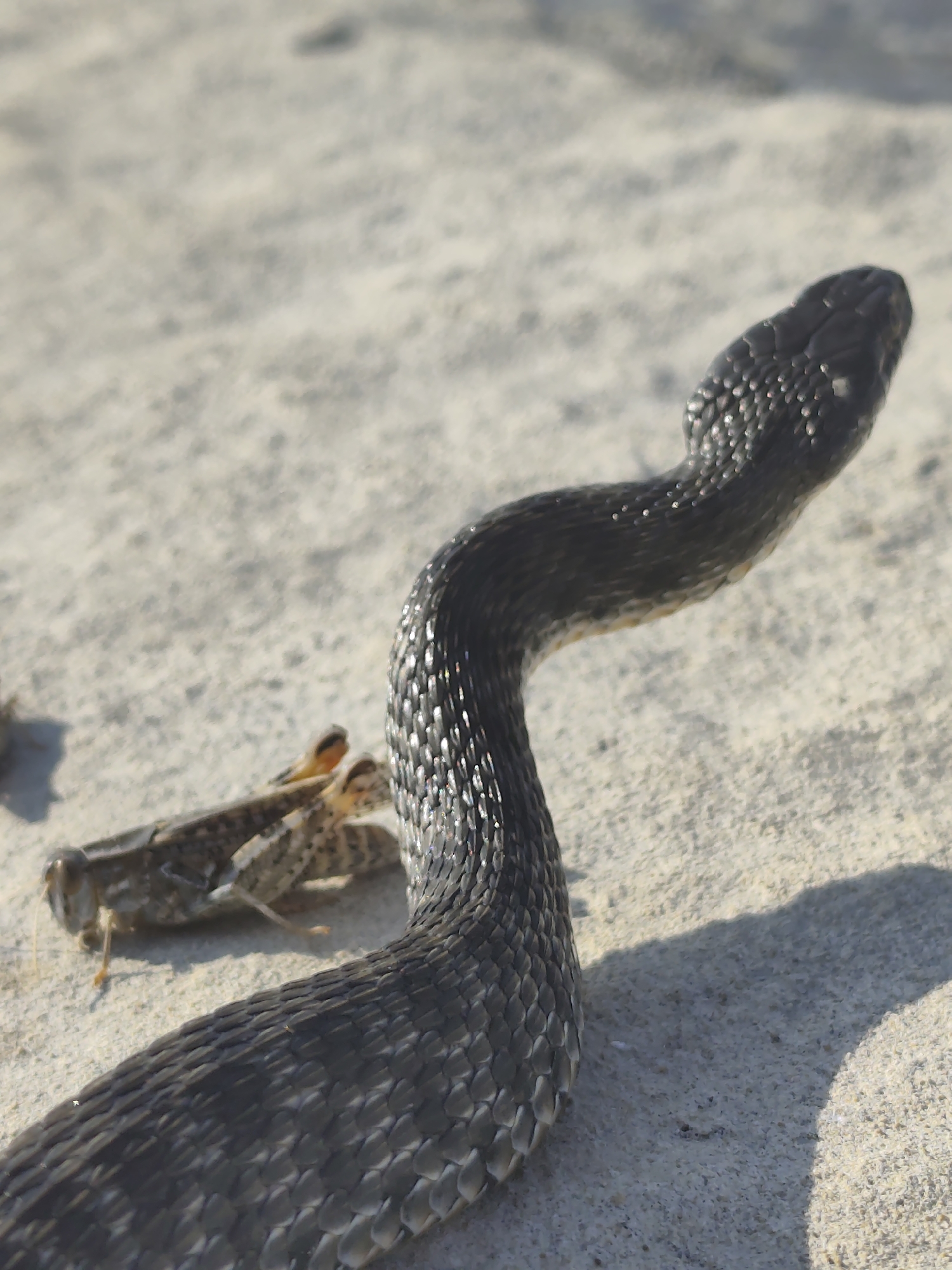 A black snake is seen in a close-up shot on a sandy surface, with its head and a portion of its body in focus. The snake's scales are clearly visible, reflecting light and giving it a textured appearance. To the left of the snake, a grasshopper is also visible, appearing to be either prey or a companion. The background is a blur of sand, suggesting an outdoor setting. The lighting indicates it is daytime, with the sun casting a shadow of the snake onto the sand. The location is identified as Saiyn Şapağatov, Kazakhstan. There is no visible text in the image.