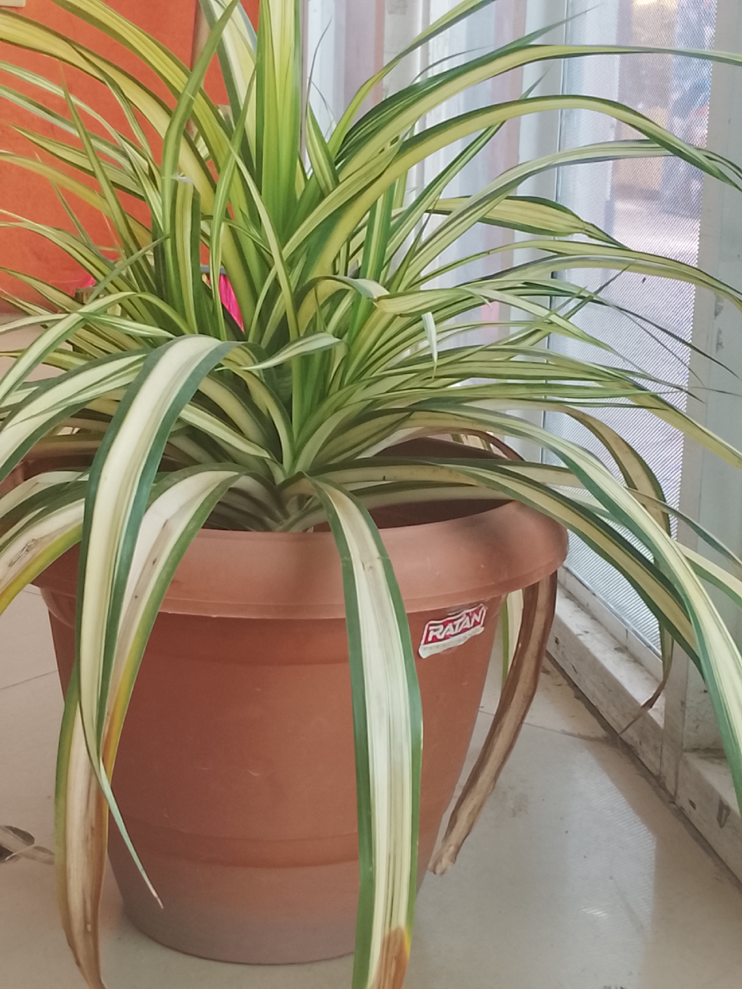 A Chlorophytum comosum, commonly known as a spider plant, is potted in a brown plastic container with the brand name "RATAN" visible. The plant has long, variegated leaves with green centers and white edges. The plant is situated near a window covered with a sheer, light-colored curtain. The area surrounding the plant appears to be an interior space with light-colored flooring.