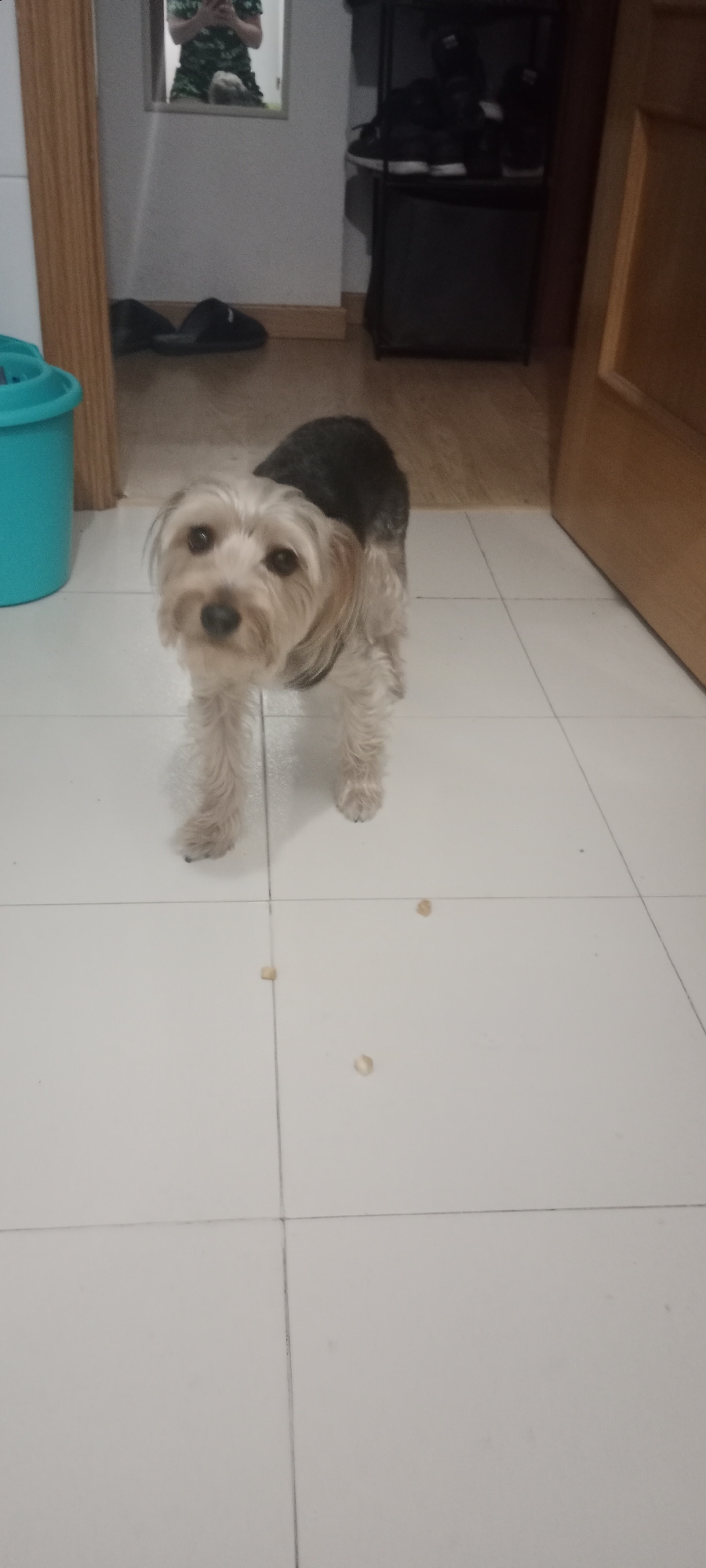 A small, light brown and black dog with a shaggy coat stands on a tiled floor, facing the camera. The dog's head is tilted slightly to its left, and its mouth is open, as if panting or about to speak. The floor tiles are large and white, with visible grout lines. Several small, light-colored objects, possibly kibble or debris, are scattered on the floor around the dog.
In the background, to the left, a portion of a bright turquoise bin is visible. Further back, a doorway with a wooden door is partially open, revealing more of the interior. A reflection in a mirror on the left shows a person wearing a green patterned dress, holding a phone, and another person or object partially obscured. To the right of the mirror, a multi-tiered black shelf unit holds several pairs of dark shoes. The walls appear to be white, and the floor in the background is a light wood laminate. The overall environment suggests an indoor residential setting, possibly a hallway or entryway. The location is identified as Galapagar, Spain.