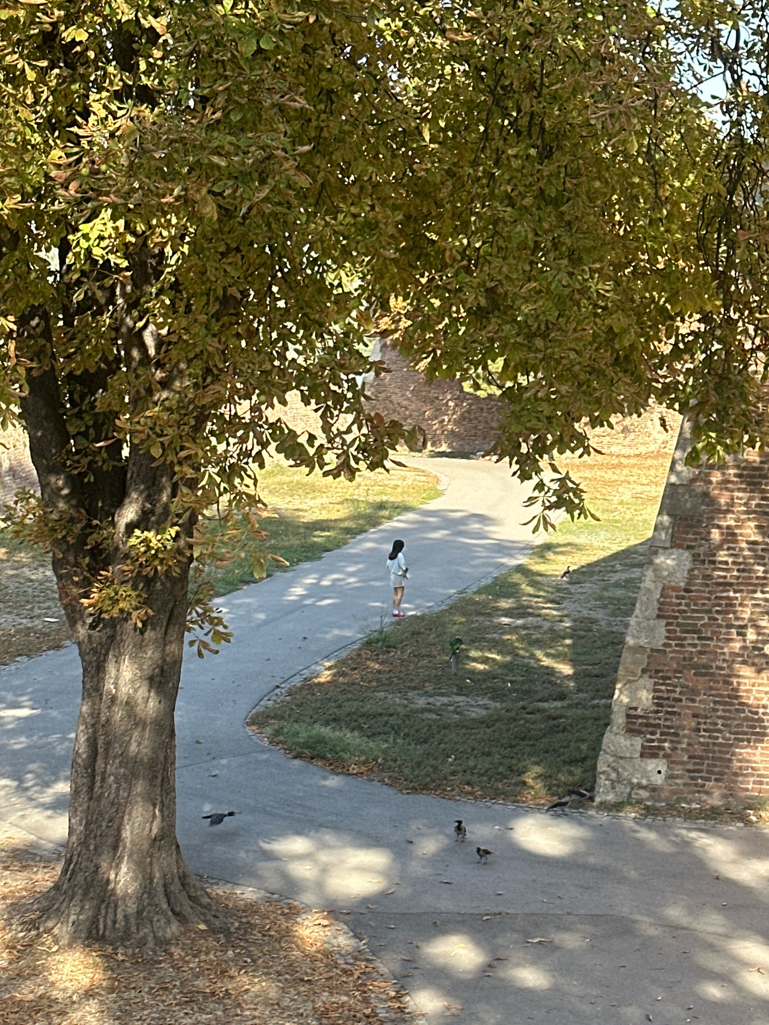 The image depicts a sunny autumn day at the Belgrade Fortress, Kalemegdan Park, Serbia. A large tree with golden-green leaves shades a curved asphalt path. A young woman with dark hair, wearing a white top and shorts with red shoes, stands on the grass next to the path, facing away from the camera. Several birds, likely crows, are scattered on the path and grass. The background features ancient brick walls characteristic of the fortress, with patches of grass and fallen leaves. The light casts distinct shadows across the scene.