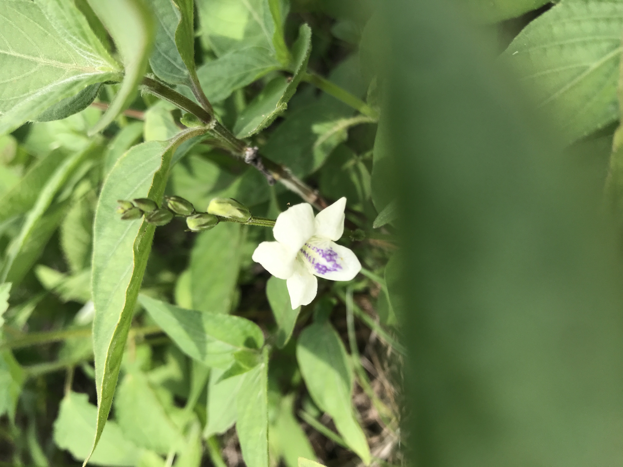 The image shows a plant with green leaves and a small white flower with purple markings in the center. Several green flower buds are visible along the stem. The plant is surrounded by other green foliage and some dry grass. The location is Lhokseumawe, Indonesia.