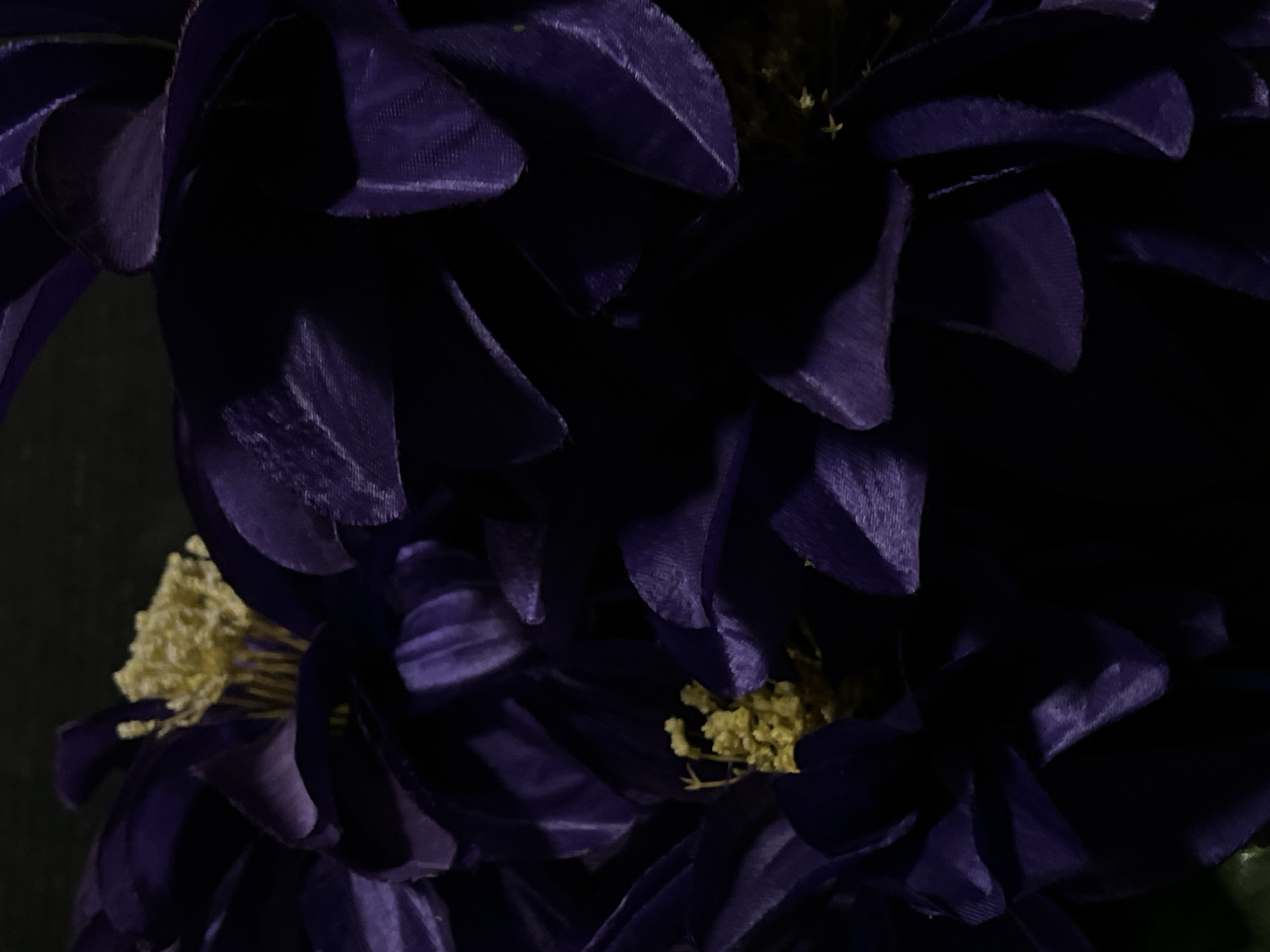 The image shows a close-up of a dark purple flower with a textured fabric-like petal surface. Some yellow stamens are visible in the center of the flower. The background is dark, suggesting low lighting conditions. There is no information related to the city of Novopokrovskaya, Russia.