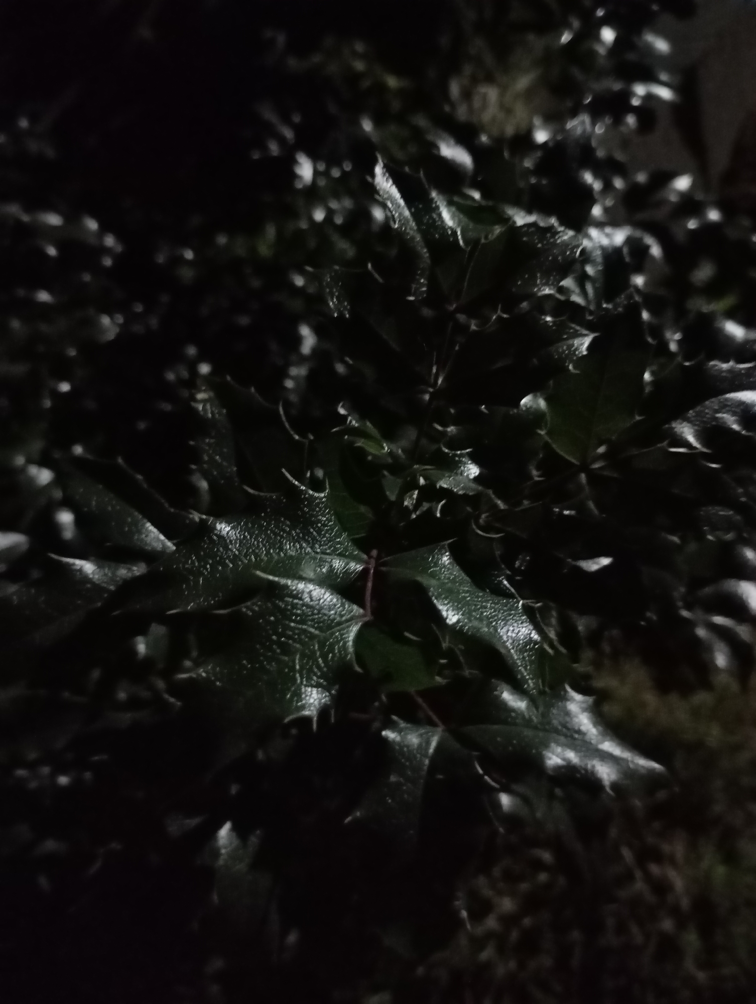 The image shows a close-up, low-light photograph of dark green, spiky leaves, possibly from a holly bush. The leaves are wet, with visible water droplets reflecting the light. The background is very dark and out of focus, suggesting it is nighttime. There are no people, animals, or man-made objects clearly visible in the frame. The image does not provide any specific details or context that would allow for the determination of its location within the city of Фоки, Russia.