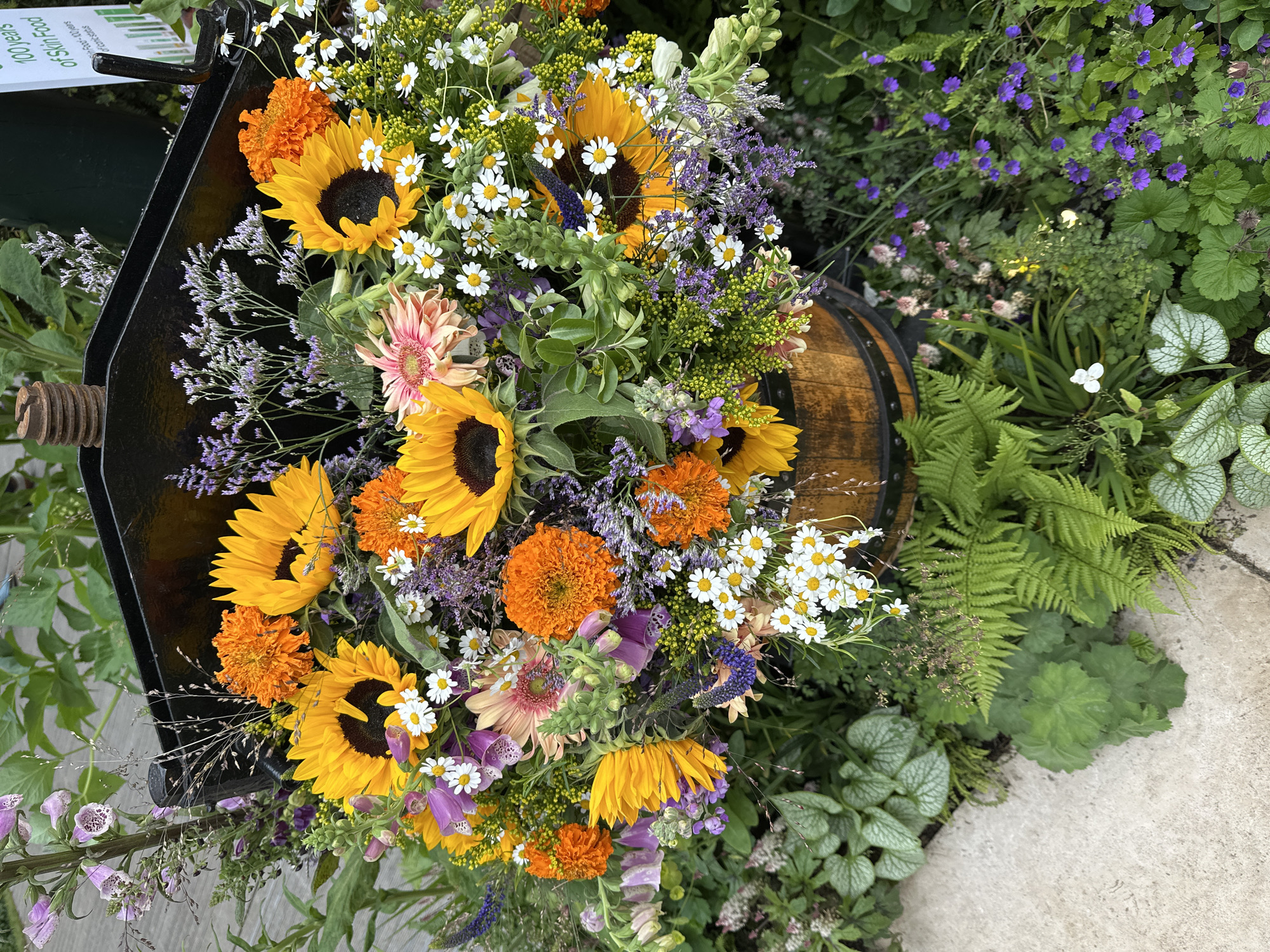 A high-angle, eye-level, outdoor shot depicts a colorful flower arrangement with a barrel and metal contraption, situated in a garden-like setting.
The arrangement features sunflowers, daisies, calendula, and other mixed flowers and greenery. These flowers are predominantly yellow, orange, white, and purple. The flowers are placed atop half of a wooden barrel. To the left of the barrel is a black metal structure of unknown purpose, adding an industrial contrast to the natural floral display.
The background contains an array of green foliage, ferns, and small purple flowers, creating a lush garden environment. The scene appears to be in a well-maintained, public garden or park. The lighting is bright, suggesting a sunny day.
The presence of the varied flowers and plants, and the carefully arranged display suggest this scene is likely located in one of the many public gardens of London, United Kingdom.