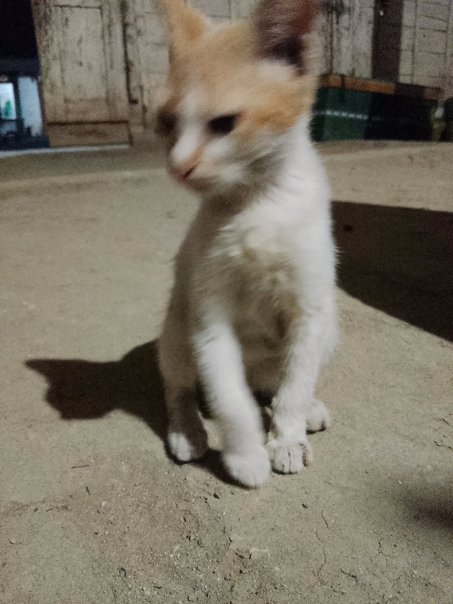 The image shows a young, fluffy kitten with white and light brown fur sitting on a concrete surface. The kitten is positioned in the center of the frame, facing slightly to the left. Its eyes are dark and appear to be looking downwards. The background is blurred and shows what appears to be a wall or building with some indistinct structures and crates behind it. The lighting suggests it is nighttime or a dimly lit indoor environment. The ground surface is textured concrete with some cracks and small debris. A shadow of the kitten is visible on the ground to its left. The overall scene is unremarkable and does not provide any specific clues about its location in Wadang, Indonesia.