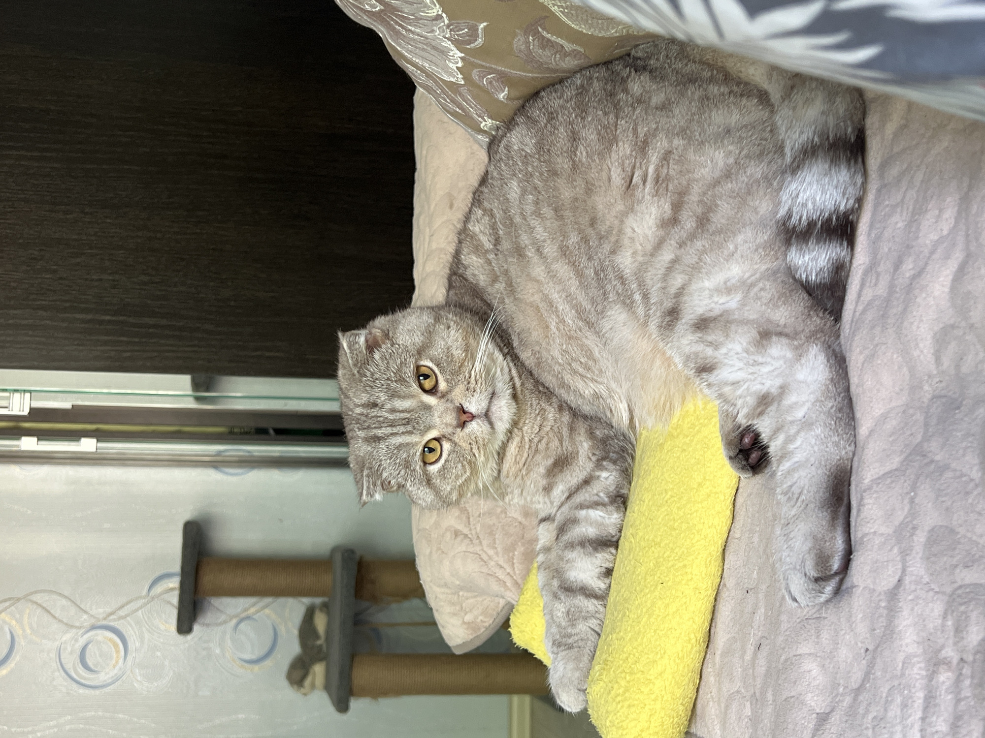 A medium shot shows a grey tabby Scottish Fold cat lounging on a couch. The cat is facing the camera with its head slightly tilted and its ears folded down. Its eyes are wide and yellow, and its nose is pink. The cat is lying on a yellow cushion, with its body angled towards the right side of the frame. The background of the image includes a wall with wallpaper, a dark wooden cabinet, and a glimpse of a cat tree. The lighting is soft and natural, illuminating the cat and its surroundings. The overall impression is one of domestic comfort and relaxation. The image was taken in Chaikovsky, Russia.