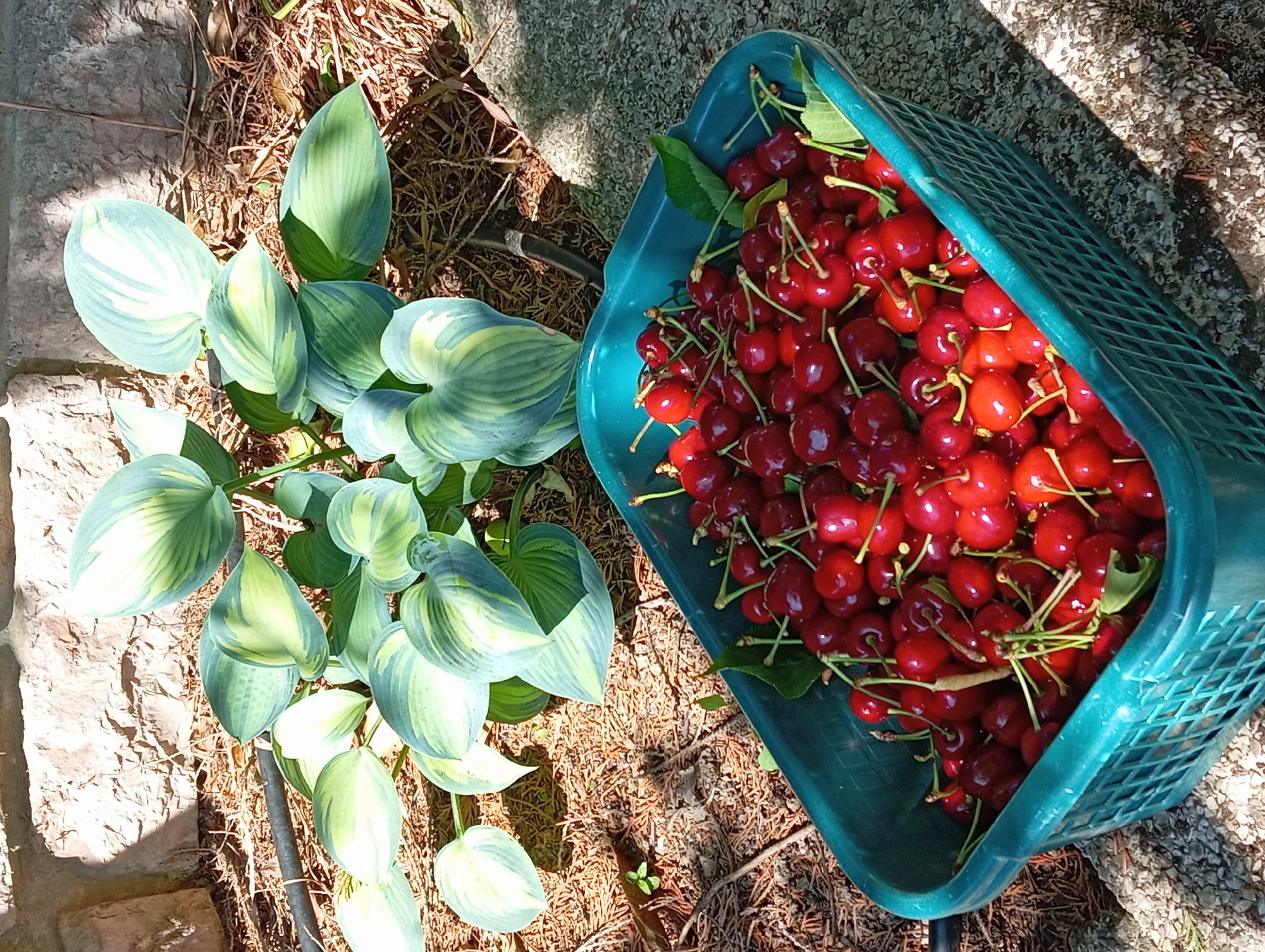 A teal-colored, rectangular plastic basket, featuring a diamond lattice pattern on its visible side, is positioned in the lower portion of the frame. The basket is filled to capacity with numerous ripe, glistening red cherries, many retaining their light green stems; a few small green leaves are interspersed among the fruit. The basket rests on a light grey, pebbled ground surface, likely aggregate or concrete. Behind the basket, a large Hosta plant with broad, variegated leaves, exhibiting patterns of light green and darker green, grows from a bed of reddish-brown, dry organic mulch. A black irrigation hose is visible on the mulch near the plant. A stone wall, constructed from irregularly shaped, light-colored stones, forms the background. Direct sunlight casts distinct shadows across the ground and wall surfaces. This scene is located in Nitra, Slovakia.
