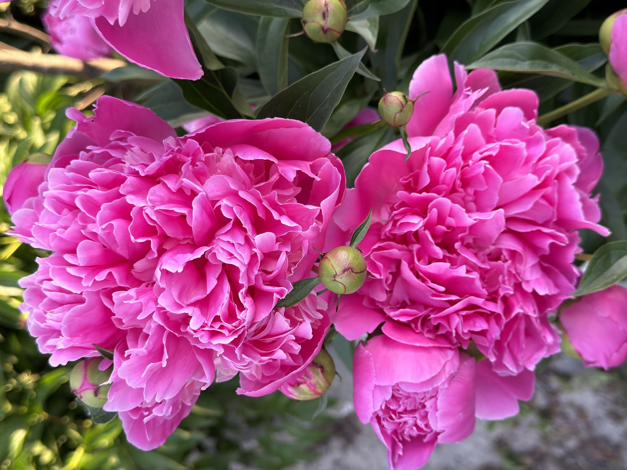The image displays a close-up, vertical composition of multiple vibrant fuchsia-pink peony flowers in various stages of bloom, set within an outdoor garden environment. Two large, fully opened peonies dominate the upper-center and lower-center, exhibiting numerous ruffled, layered petals. A third partially visible peony is situated on the lower left. Several spherical, green peony buds, some showing hints of reddish-brown where they are beginning to open, are interspersed among the flowers and dark green foliage. The leaves are smooth and broad, providing a verdant contrast to the bright petals. The background is heavily blurred, consisting of indistinct green foliage and lighter, mottled tones, indicating a shallow depth of field. Natural daylight illuminates the scene, highlighting the texture and color of the petals. No people or specific actions are depicted.