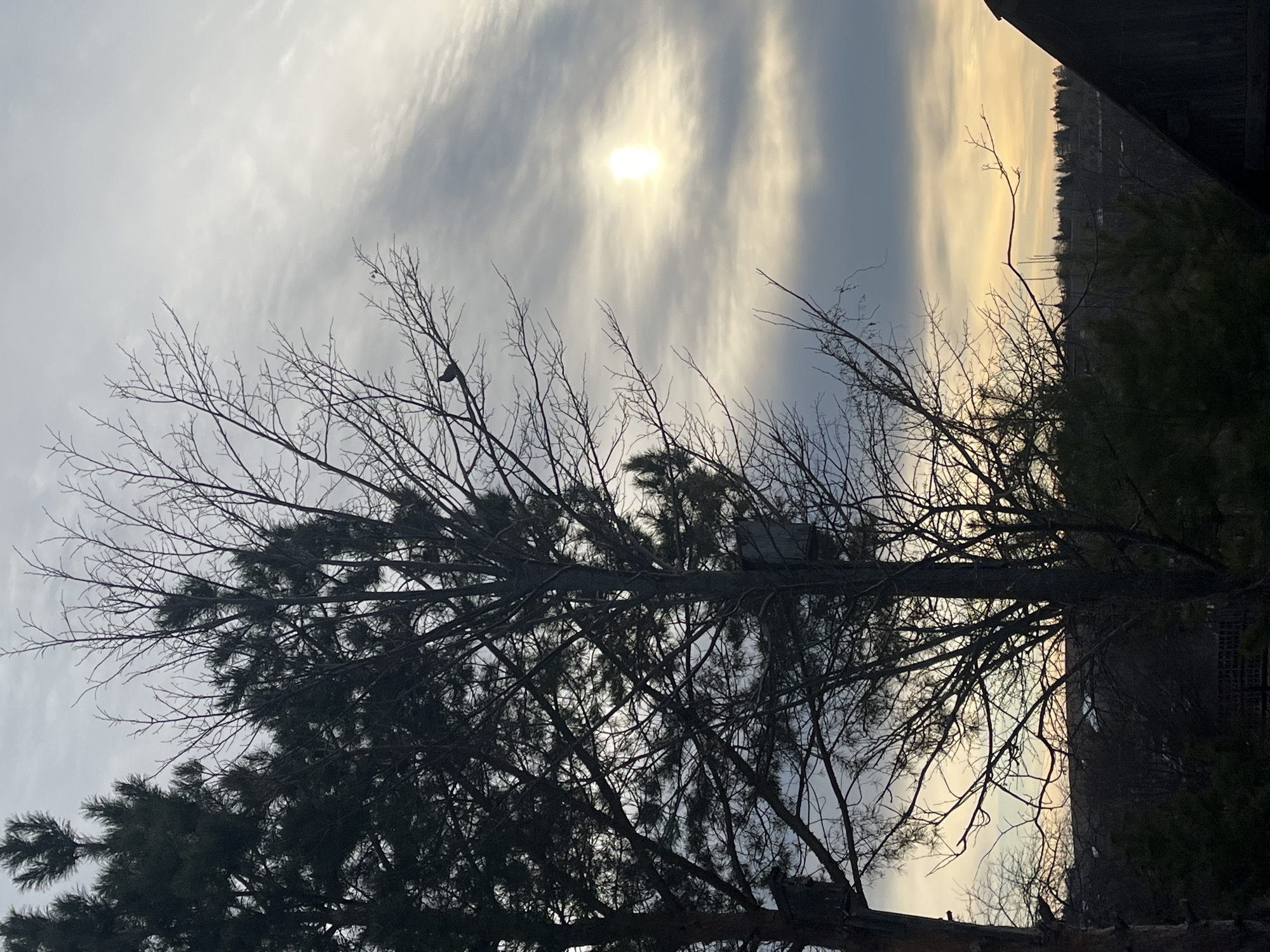 The image shows a view in what appears to be a natural setting. The sky is overcast with the sun shining weakly through the clouds. Dominating the foreground are trees; a bare-branched tree is prominent, with what looks like a pine tree behind and below. One small dark bird is perched on one of the higher, bare branches. In the background, visible through the branches, are rooftops and trees indicating a settled area, possibly part of a town or settlement. The background foliage appears dense and evergreen. Due to the lack of landmarks and clear features, it is not possible to confirm the location to be Павловка, Russia, based solely on this image.