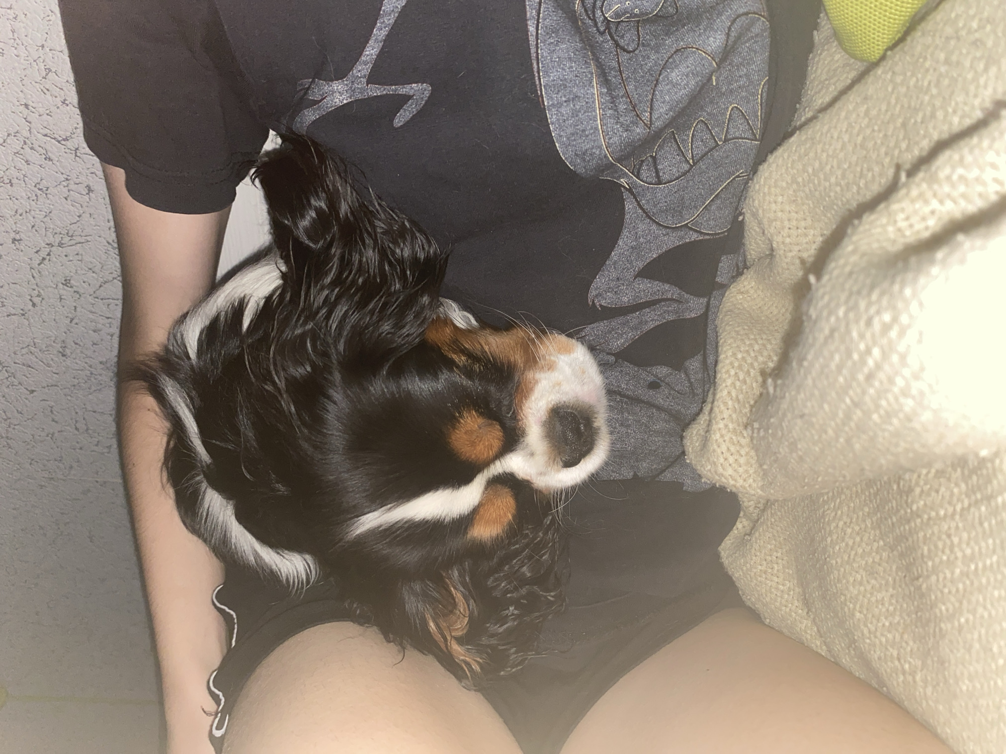 A tri-color Cavalier King Charles Spaniel puppy sleeps on a person's chest. The puppy has black, white, and tan markings. The person is wearing a black t-shirt with a grey graphic design. The puppy is lying on a beige knitted blanket. The background appears to be a textured wall. The scene is indoors, with soft lighting.
