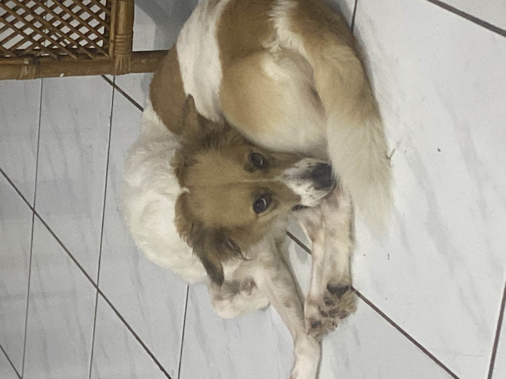 A medium-sized dog with white and tan fur is lying curled up on a tiled floor. The dog's head is resting on its paws, and its eyes are partially closed. The floor tiles are white with dark grout lines. In the background, a portion of a wicker chair is visible. The scene appears to be indoors, in a home environment. The location specified is Dukuh, Indonesia.