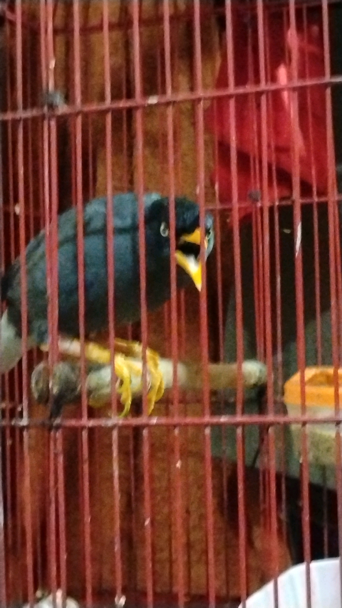 A black bird with a yellow beak is perched on a branch inside a red cage. The bird's mouth is open, as if it is singing or calling out. The cage bars are visible, and a reddish object is seen in the background. The scene appears to be indoors, possibly in a pet shop or a home in West Jakarta, Indonesia.