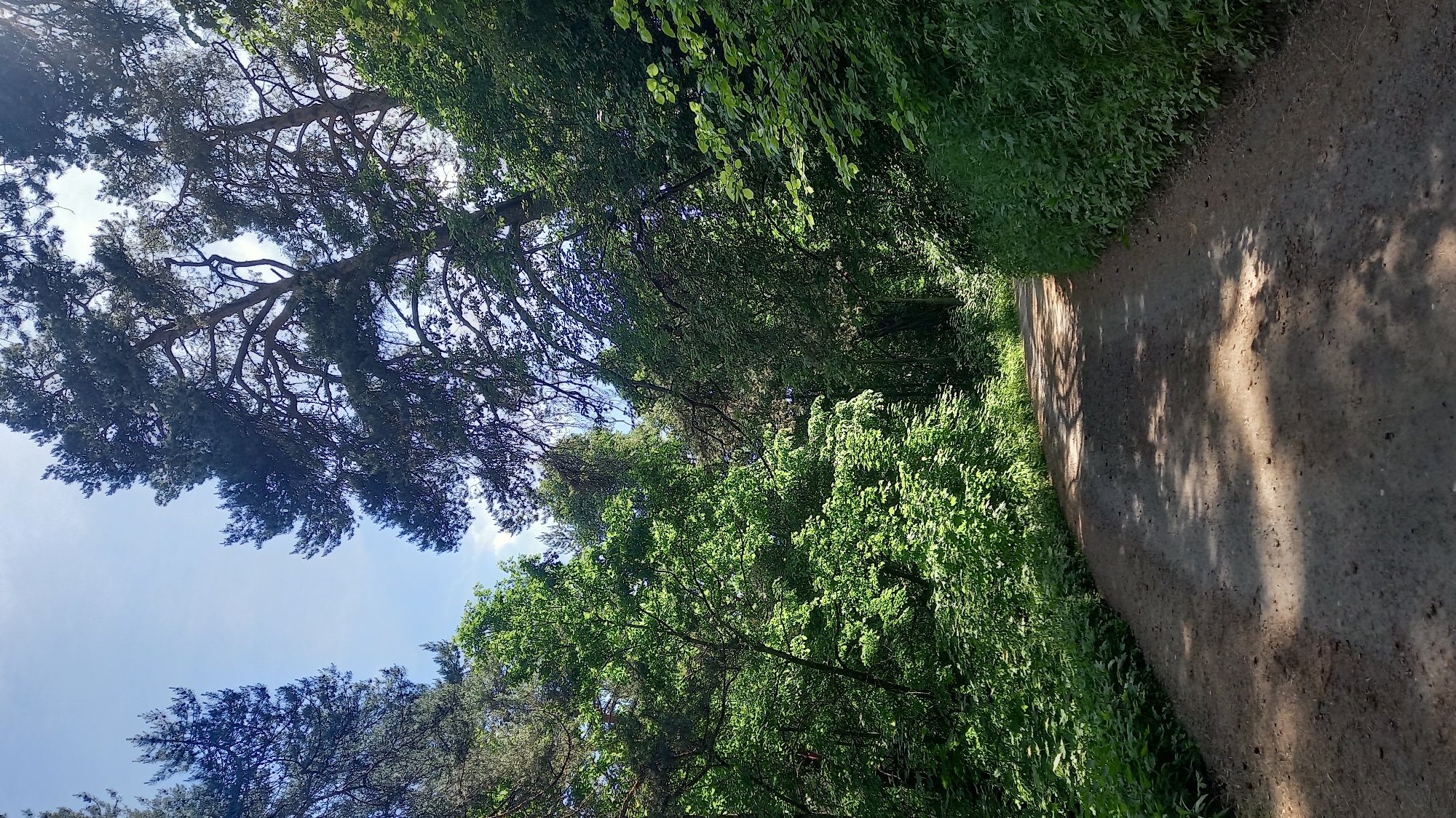 The image depicts a sunlit, unpaved forest path in Zvenigorod, Russia, curving gently to the right and extending into the distance through a dense woodland. The path's surface is composed of packed earth, displaying variations in brown and gray tones, with irregular patterns of bright sunlight and dappled shadows cast by overhead foliage. Tall evergreen trees, identified as pines with dark green needles, form a dense canopy along the upper and outer edges of the frame, partially obscuring a bright blue sky with sparse white clouds. Below and interspersed with the pines, a lush growth of deciduous trees and underbrush with vibrant green leaves lines both sides of the path, creating a verdant environment where some areas are brightly illuminated by the sun and others remain in deep shade. No individuals, animals, or man-made objects are present within the scene.