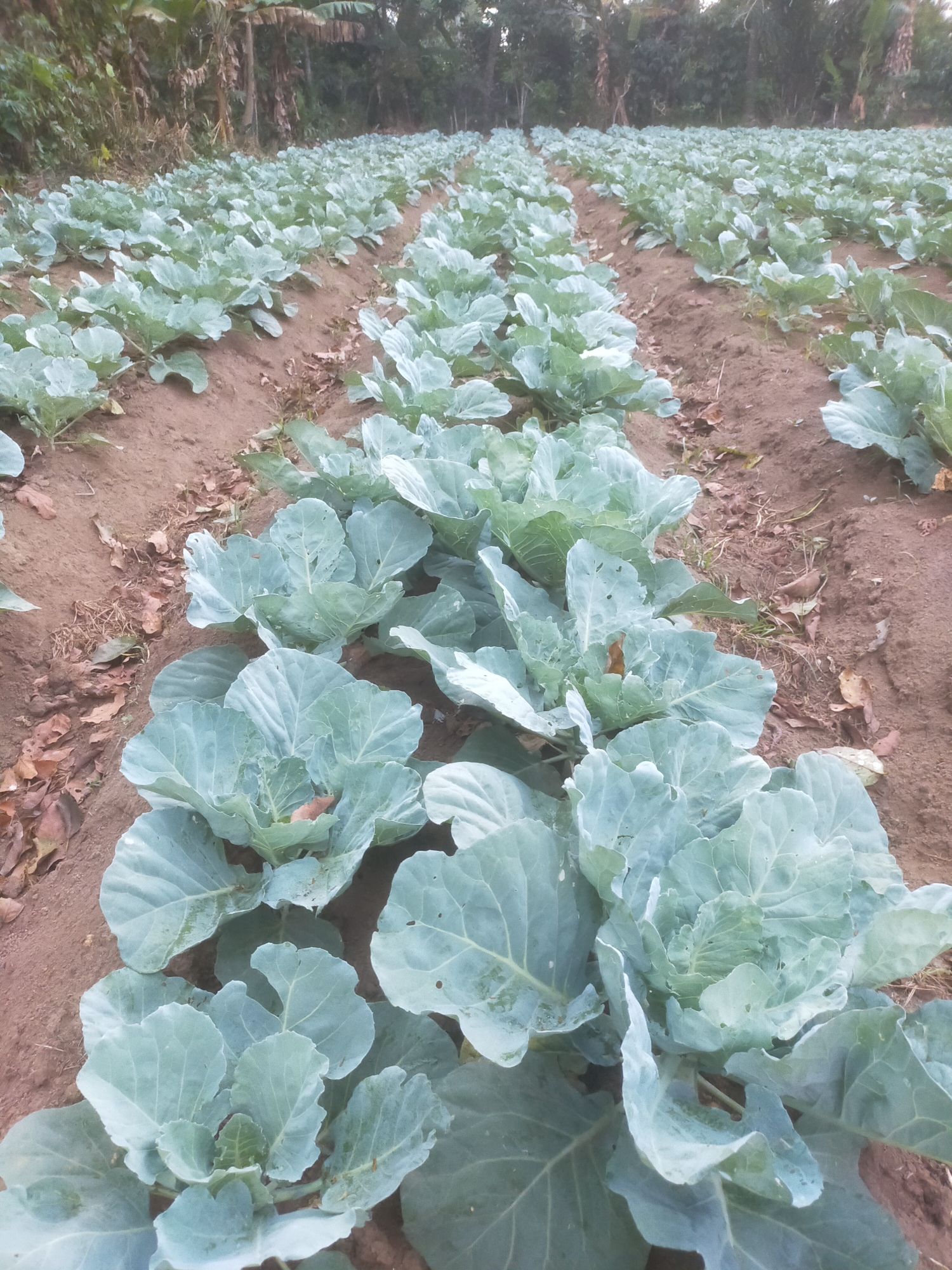 The image depicts a field of cabbage plants in neat rows, stretching into the distance. The plants are young to mature, with large, pale green, leafy heads. The soil is reddish-brown and appears dry, with some scattered dry leaves on the ground. In the background, there are trees and vegetation, suggesting a rural or agricultural setting. The lighting indicates it is either early morning or late afternoon. The image appears to be taken in Padang Dalom, Indonesia, based on the provided context. There are no people visible in the image.