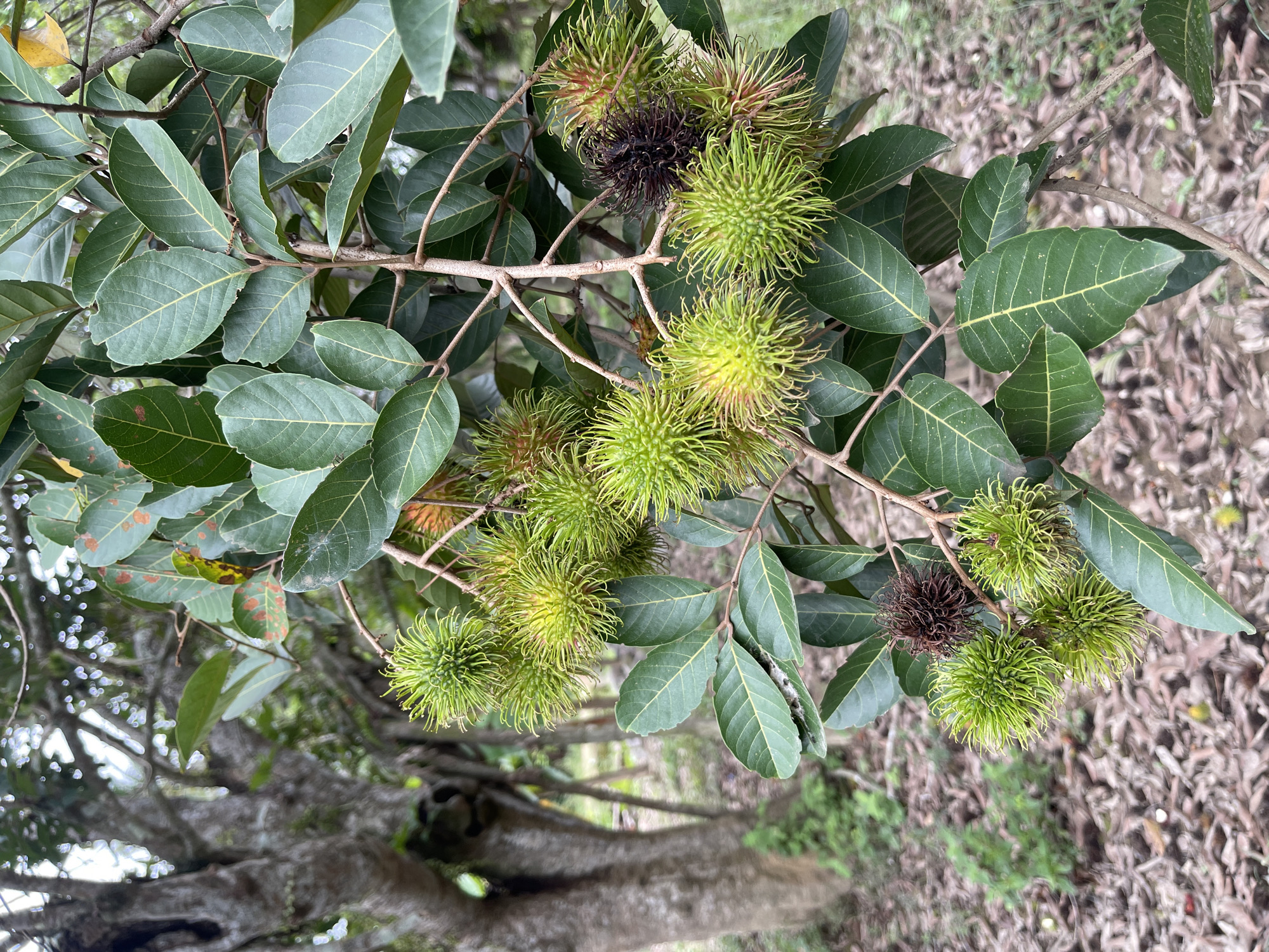 The image shows a close-up of a rambutan tree branch with several green, spiky rambutan fruits. Some of the fruits are still immature, while one fruit on the upper right is darker and appears to be overripe or dried. The leaves are dark green and ovate with prominent veins. In the background, a blurred image of a tree trunk and a forest floor covered with dry leaves can be seen. The scene is outdoors, likely in a tropical or subtropical region, given the presence of rambutan trees. The location is specified as Meunasahmeucap, Indonesia. There are no people or animals visible in the image. The lighting suggests it is daytime.