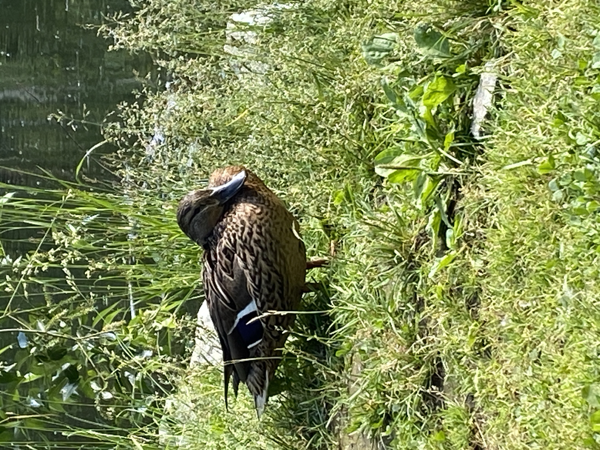 A mallard duck stands on the grassy bank of a body of water, likely a pond or slow-moving river, in Yekaterinburg, Russia. The duck is facing towards the right of the frame, with its head slightly lowered. Its plumage is a mottled brown and black, with a characteristic iridescent blue and white speculum on its wing, partially visible. The duck appears to be alert and in good health. The surrounding environment is characterized by lush green grass and tall reeds, with the water's surface reflecting the sky and vegetation. The scene suggests a natural habitat within an urban setting. There are no people or other animals visible in the image. The lighting indicates it is daytime, with sunlight illuminating the scene.