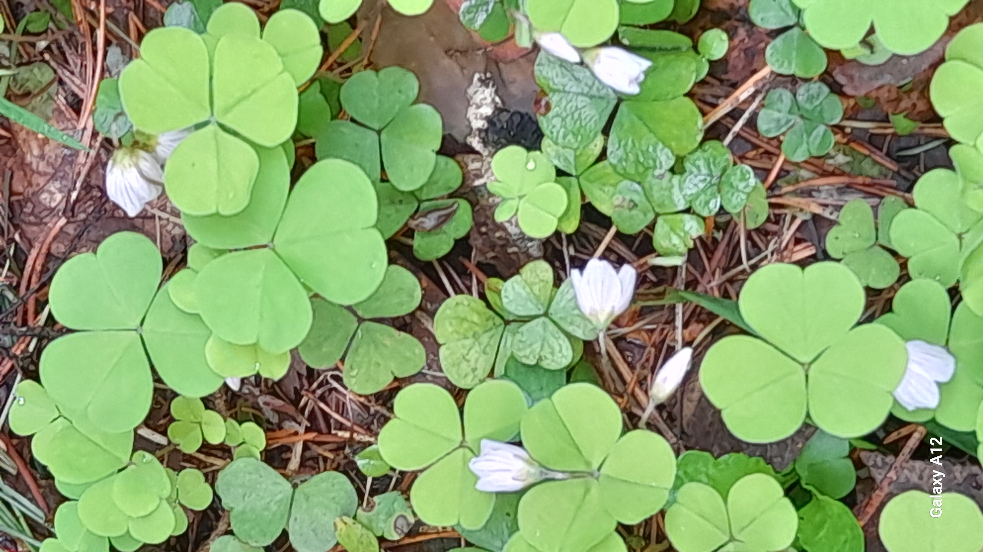 The image depicts a close-up view of a patch of wood sorrel (Oxalis) plants, characterized by their distinctive three-lobed, heart-shaped leaves. Some plants have small white flowers in bloom. The plants grow among dead twigs and leaves on the forest floor. The location is in the city of Марковский, Russia.