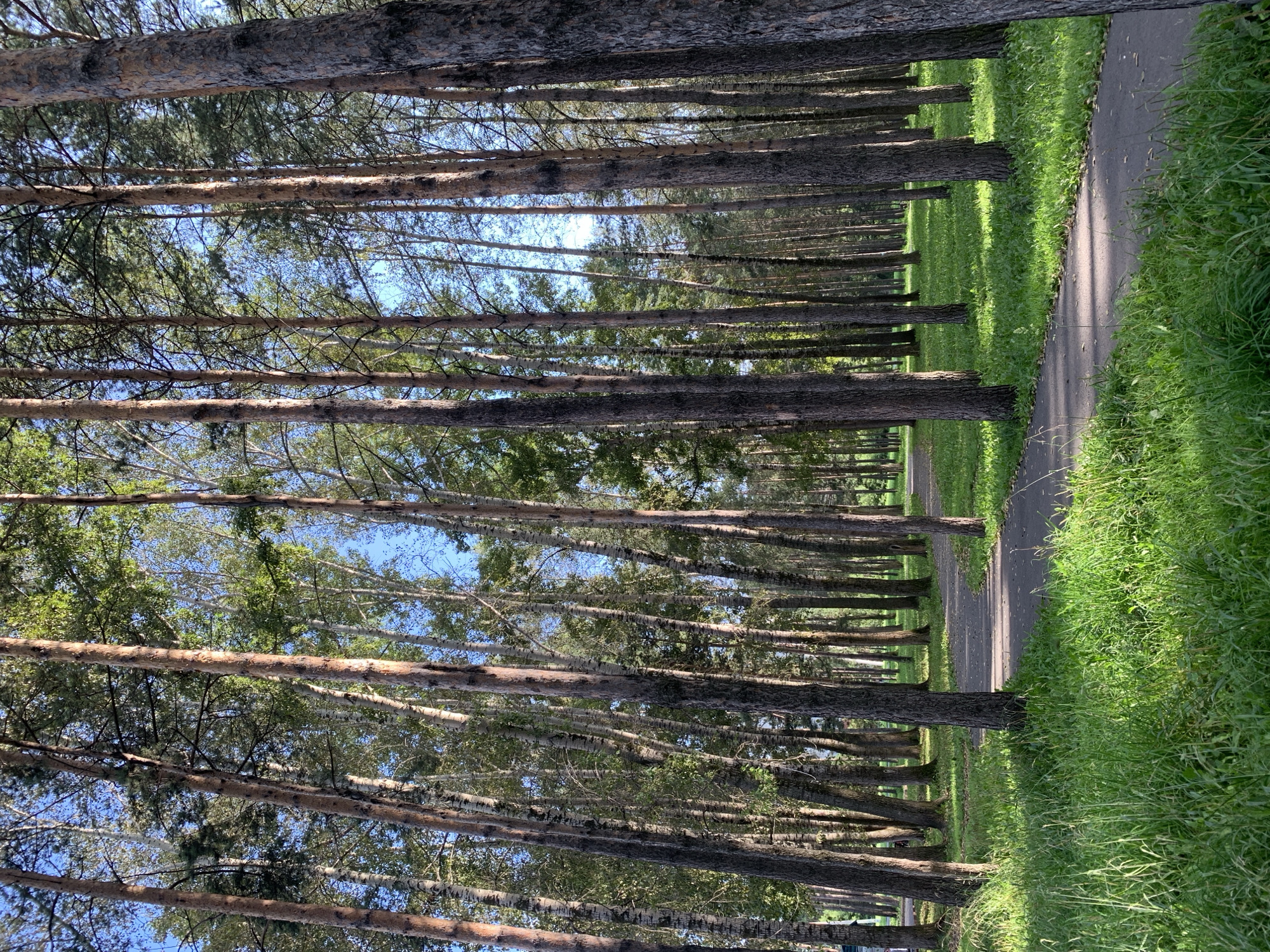 The image depicts a park in Prokopyevsk, Russia, characterized by a dense arrangement of tall, slender trees, predominantly pine and birch, with rough, textured bark. A paved pathway winds through the park, bordered by lush green grass. The sunlight filters through the canopy, creating dappled shadows on the path and grass. The sky is visible between the trees, appearing clear and blue. There are no people or animals visible in the scene. The overall impression is one of a serene, natural environment within an urban setting.