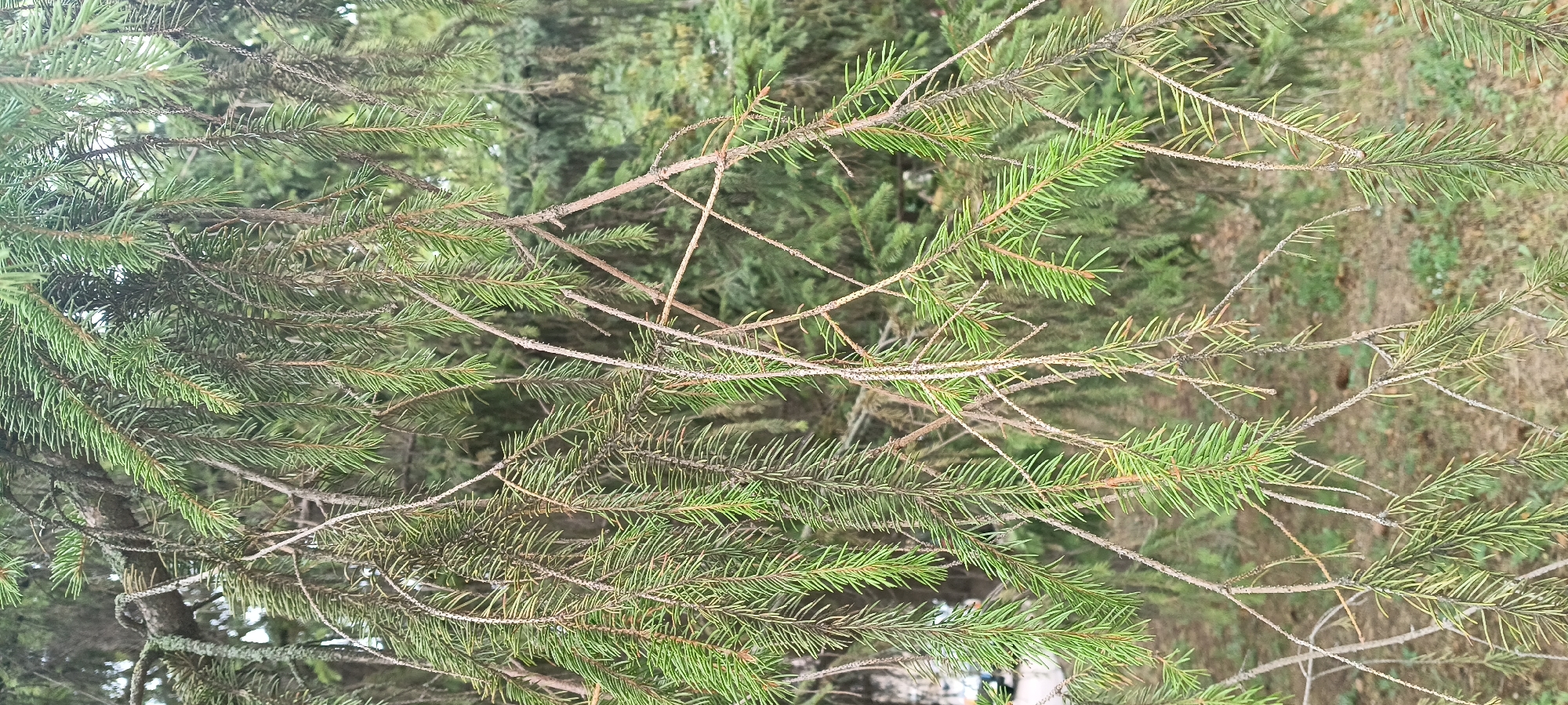 The image shows a close-up view of fir tree branches with green needles. Some branches appear older and bare, while others are laden with dense green foliage. The background is blurred, suggesting a natural or park-like setting, possibly within the city of Kamianka, Ukraine, given the provided context. The lighting is overcast, creating soft shadows and a muted color palette. There are no people or discernible human activity depicted in the frame.