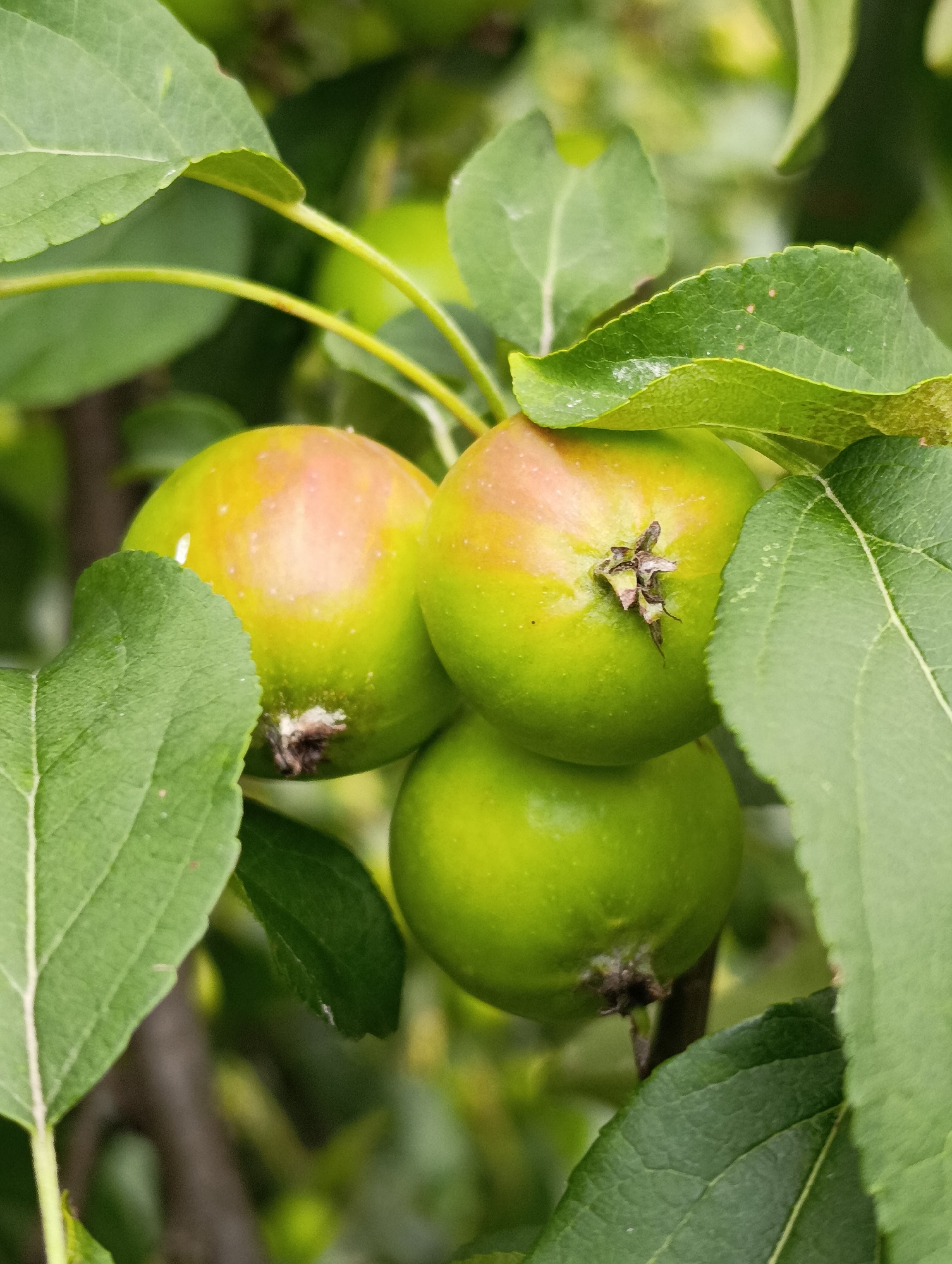 A cluster of three small, green apples hangs from a tree branch amidst lush green leaves. The apples are in various stages of ripeness, with some showing hints of red blush. The background is softly blurred, suggesting an outdoor environment. The image does not contain any people or recognizable city landmarks, and therefore its specific location in Brovary, Ukraine cannot be determined from the visual information provided. The scene depicts natural elements on a tree.