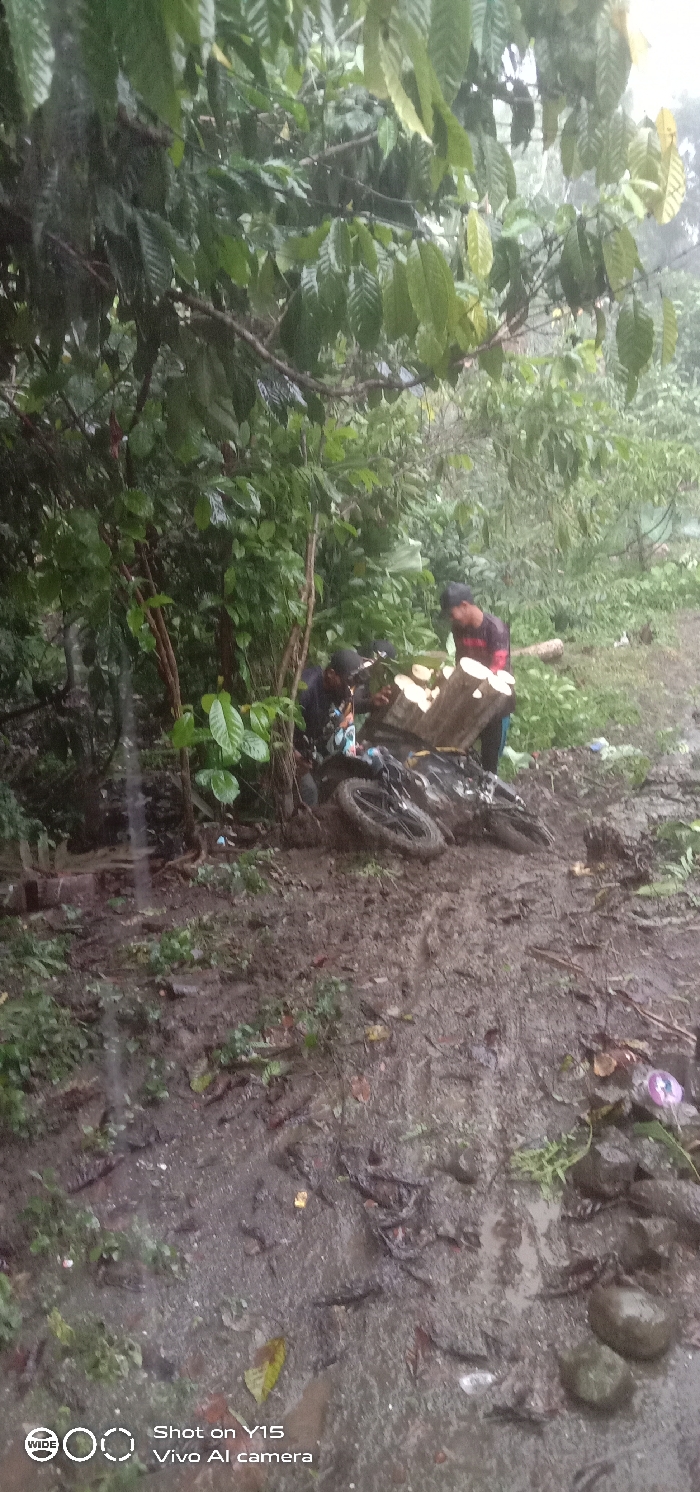 The image depicts a rural scene in Ranugedang, Indonesia, characterized by a muddy, unpaved path bordered by dense green foliage under what appears to be overcast or rainy conditions. Two adult males are present. On the left, a dark-colored dirt bike or off-road motorcycle lies on its left side in thick mud, partially obscured by low-lying vegetation. One male, wearing a dark top and cap, is positioned near the front of the downed motorcycle, appearing to attend to it. To the right, a second male, wearing a dark and red long-sleeved top and a cap, stands holding a bundle of freshly cut, pale wood logs. The ground is saturated with dark brown mud, showing visible tire tracks and footprints, with scattered debris including leaves, small rocks, and some refuse. The entire scene suggests an incident or activity involving the transport of logs via motorcycle in challenging, muddy terrain.