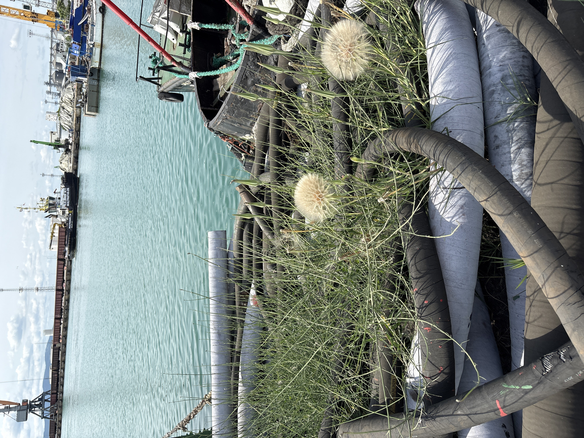 An outdoor, eye-level, medium shot captures a dockside scene. In the foreground, a pile of large, coiled hoses, some white and some black, are partially obscured by a thick growth of tall green grass. Two large, fluffy dandelion seed heads stand out among the grass. In the midground, the turquoise water of a harbor is visible, with a black boat equipped with a green rope and a red pole resting near the shore. In the background, various port facilities, including cranes, buildings, and other boats, are spread across the horizon under a cloudy sky. The location is identified as Unknown, Unknown.