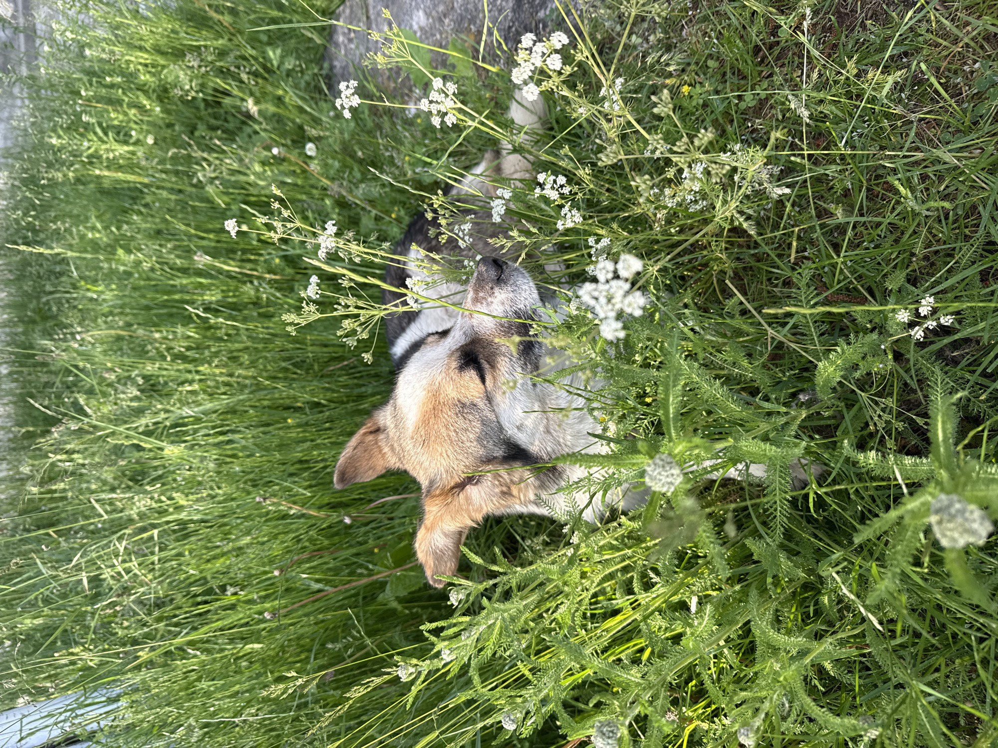 A medium shot captures a dog lying in tall green grass and wild white flowers. The dog, with brown, white, and black fur, is partially obscured by the vegetation and has its eyes closed. Its head is turned to the right, with its ears visible. The scene is set in Yundola, Bulgaria, on a bright, sunny day, suggested by the dappled sunlight and the vibrant green of the grass. The dog appears to be resting or sleeping peacefully amidst the natural surroundings.