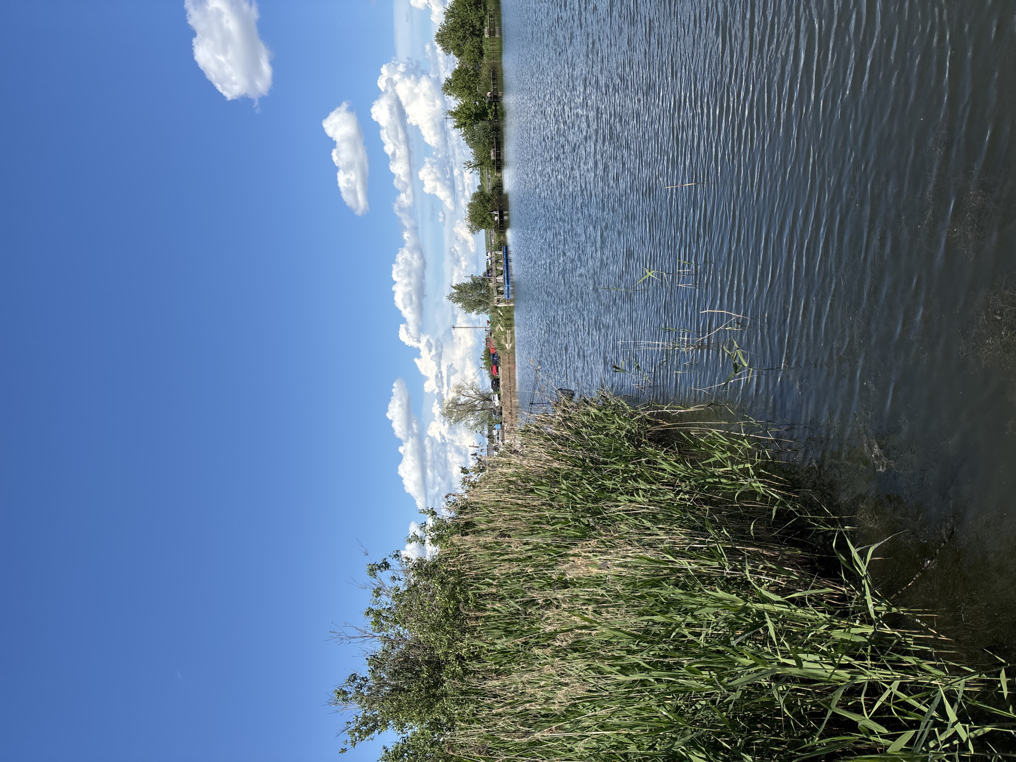 The image shows a body of water, likely a lake or pond, with tall grass and reeds growing along the shoreline. The water has visible ripples on the surface. Across the water, there is a line of trees and some parked vehicles, including a red one. The sky is blue with puffy white clouds. The overall scene suggests a park or recreational area, but without further information or context, it is impossible to confirm that this is in Khryashchevka, Russia. There are no people visible in the image. The primary subjects are the water, vegetation, sky, and distant trees/vehicles.