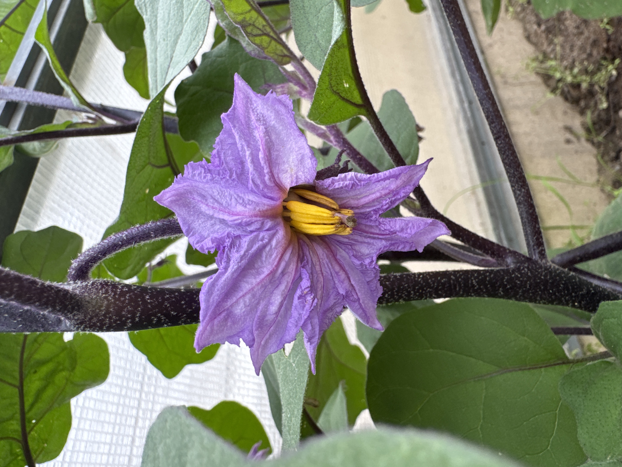 The image shows a close-up of a purple eggplant flower with yellow stamens. The flower is on a dark, fuzzy stem, surrounded by large green leaves. The background is blurry, but appears to be an outdoor setting with some structure visible, possibly a greenhouse or fence. There are no people or animals in the image. The location is described as Мичуринское, Russia.