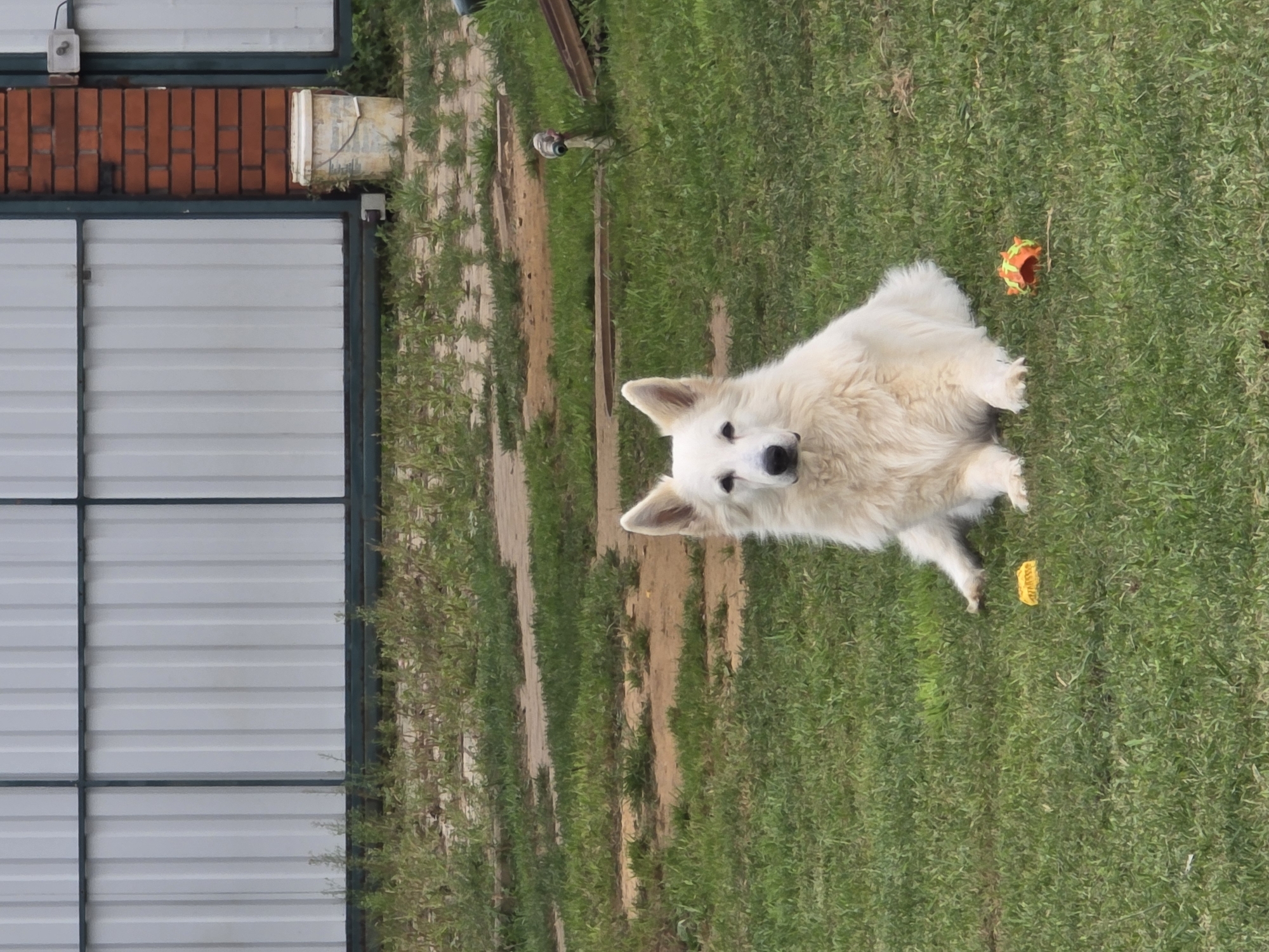 A medium-long shot shows a white German Shepherd dog sitting on a grassy lawn in front of a corrugated metal fence with a brick pillar. The dog is facing forward, looking directly at the camera. It has fluffy white fur and dark eyes. Two dog toys are on the grass near the dog, one yellow and one orange and green. The background includes a brick pillar, a white bucket, and a section of a gate. The area appears to be outdoors, possibly a yard or park, with patches of dirt and scattered grass. The location is identified as Rezhitsy, Russia.