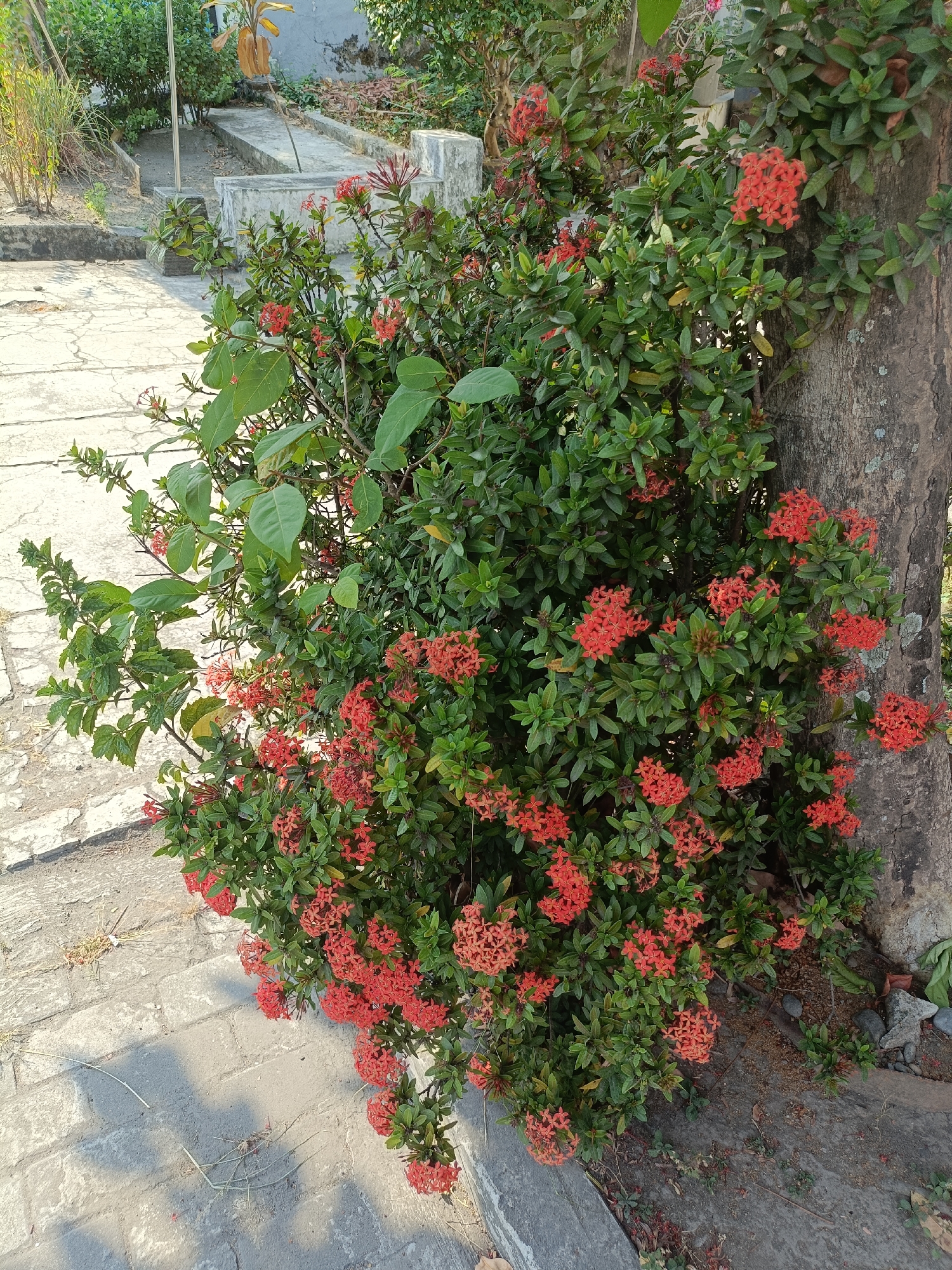 A bush of red Ixora flowers is growing against the rough bark of a tree. The flowers are clustered in large bunches, with small, star-shaped petals. The leaves of the bush are a deep green and glossy. The ground beneath the bush is paved with light gray concrete tiles, some of which are cracked. To the left of the bush, there is a pathway made of interlocking gray pavers, with some dry grass growing in the cracks. In the background, there are more plants, some concrete structures, and a wall. The lighting suggests it is daytime, with shadows cast on the ground from the plants and an unseen object. The scene appears to be an outdoor garden or yard area in a residential or public space. The location is identified as Kediri City, Indonesia.