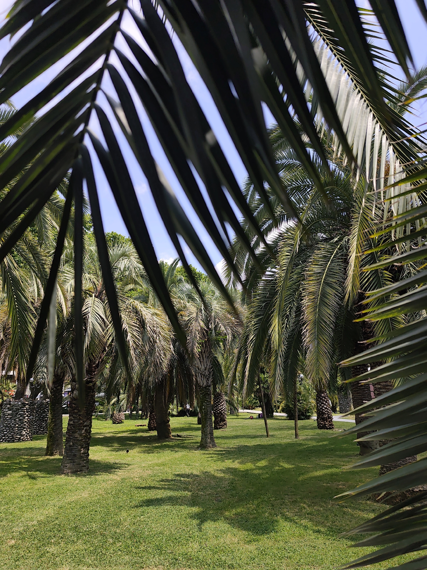 The image depicts a park-like setting with numerous palm trees. The foreground is dominated by the fronds of a palm tree, creating a natural frame for the scene beyond. The middle ground features a lush green lawn interspersed with the trunks of several palm trees, some with textured, fibrous bark. In the background, more palm trees and dense green foliage are visible, suggesting a tropical or subtropical environment. A stone structure, possibly a decorative element or part of a wall, can be seen on the left side of the image. The sky above is a clear, bright blue with a few wisps of clouds. The lighting suggests it is daytime, with shadows cast on the grass, indicating the sun is shining. There are no people or animals clearly visible in the image. The overall impression is one of a tranquil and verdant park. The mention of Sochi, Russia, places this scene in a location known for its subtropical climate and resort areas.