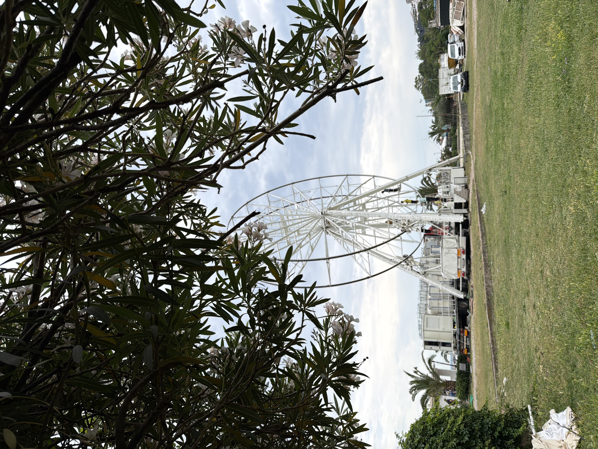 The image depicts a partial view of a Ferris wheel with a white frame, viewed through the branches of a tree. The tree has green leaves and white flowers. The sky is visible through the gaps in the branches and appears partly cloudy. To the right of the Ferris wheel, there is a grassy area, a fence, some vehicles, and buildings in the background.
The location is likely in Budva, Montenegro, given the presence of a Ferris wheel and coastal urban landscape.