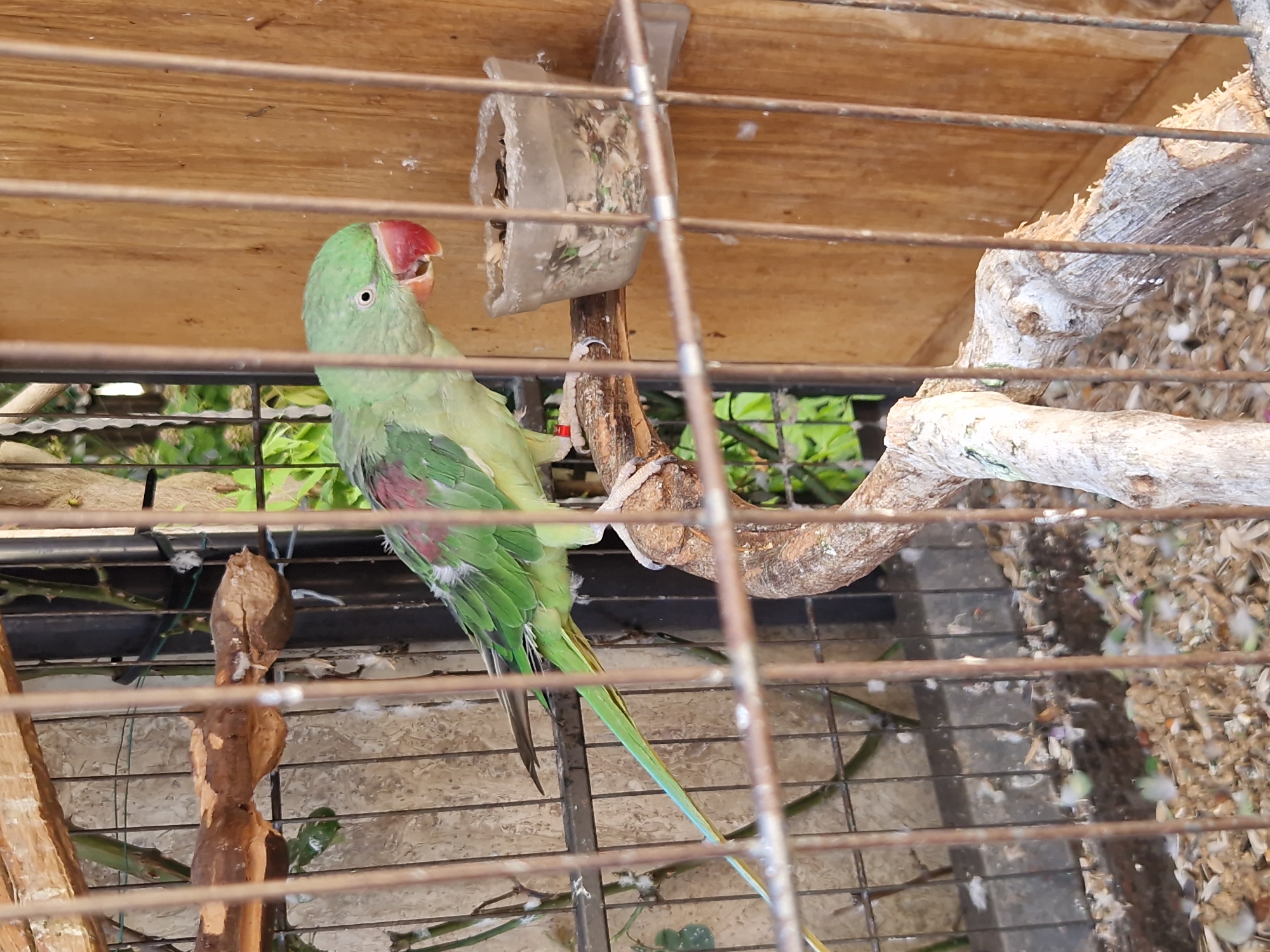 A light green parrot with red on its beak is perched on a branch inside a wooden and metal cage. The parrot has a red band on its leg. The cage appears to be outdoors, with greenery visible in the background. The floor of the cage is covered with birdseed and feathers. The scene is likely a private aviary or a pet owner's enclosure. The location of Pomorie, Bulgaria is not indicated in the image.