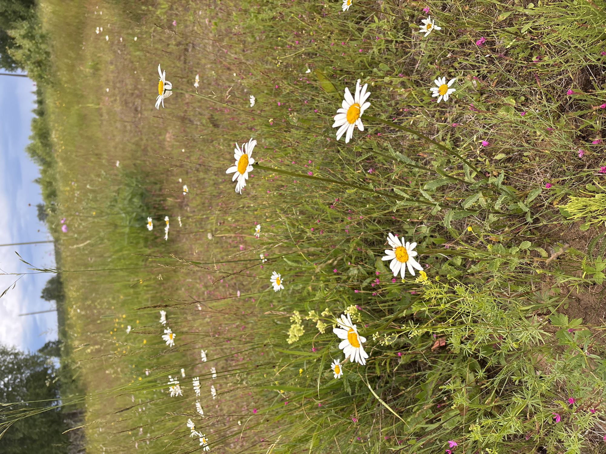 The image depicts a natural scene in a meadow, likely located in or near Kurgan, Russia. The primary subjects are numerous daisies in various stages of bloom, interspersed with other wildflowers and grasses. The flowers are white with yellow centers, a classic daisy appearance. The setting is a vibrant, sunlit meadow, suggesting it is daytime. The lighting indicates a clear day, possibly late morning or early afternoon.
The foreground is dominated by the detailed textures of the meadow flora, with individual daisy petals and grass blades clearly visible. In the background, the field stretches out, appearing somewhat blurred, with hints of trees and a cloudy sky visible on the left side of the image. This suggests an outdoor, natural environment, away from urban structures.
There is no specific activity or event taking place; the image captures a static moment in nature, emphasizing the beauty of the wildflowers. No people or man-made objects are prominent in the frame, reinforcing the naturalistic theme. The overall mood conveyed is serene and peaceful, celebrating the simple beauty of a summer meadow. No text is visible within the image.